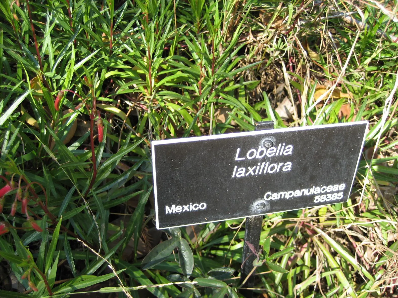 Red Mexican Lobelia (Lobelia Laxiflora) — tubular flowering perennial; hardy to USDA zones 7-11, it thrives in full sun to part shade and requires