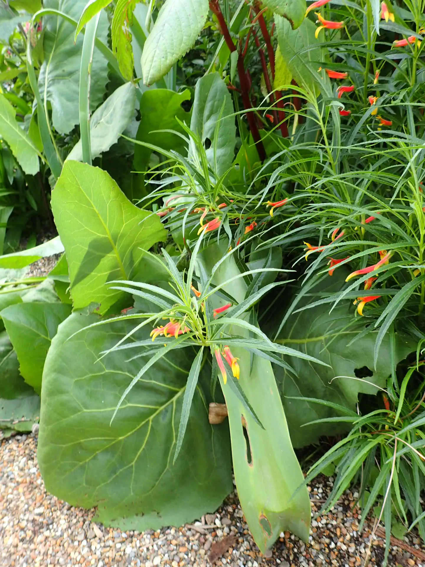 Red Mexican Lobelia (Lobelia Laxiflora) — This lobelia species typically reaches 2 to 3 feet in height; predominantly red with yellowish interior, image 55