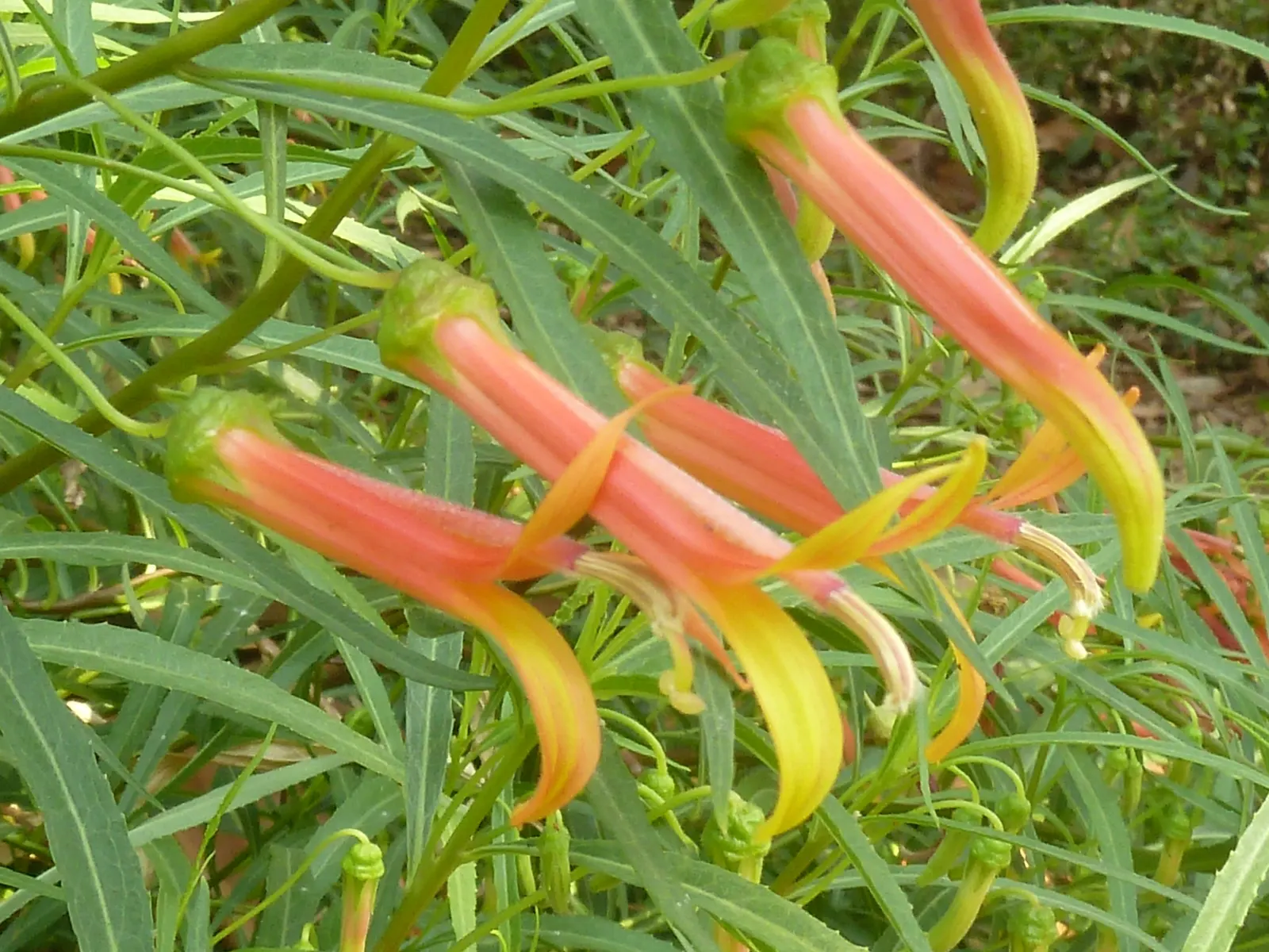 Red Mexican Lobelia (Lobelia Laxiflora) — attracting hummingbirds and beneficial insects; the plant's moderate stature and prolific blooming habit, image 59