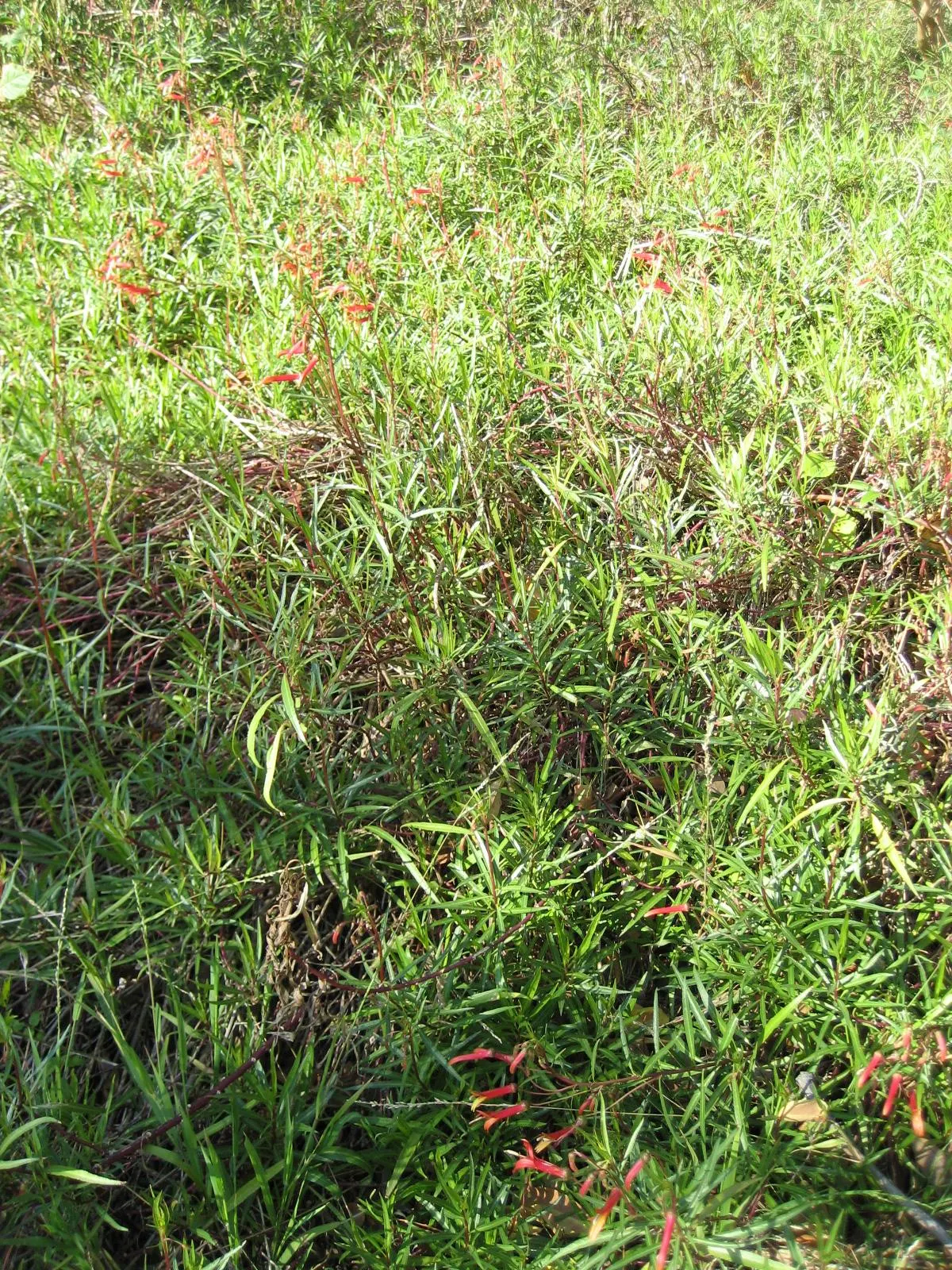 Red Mexican Lobelia (Lobelia Laxiflora) — reaching up to 3 feet in height; this lobelia species typically reaches 2 to 3 feet in height