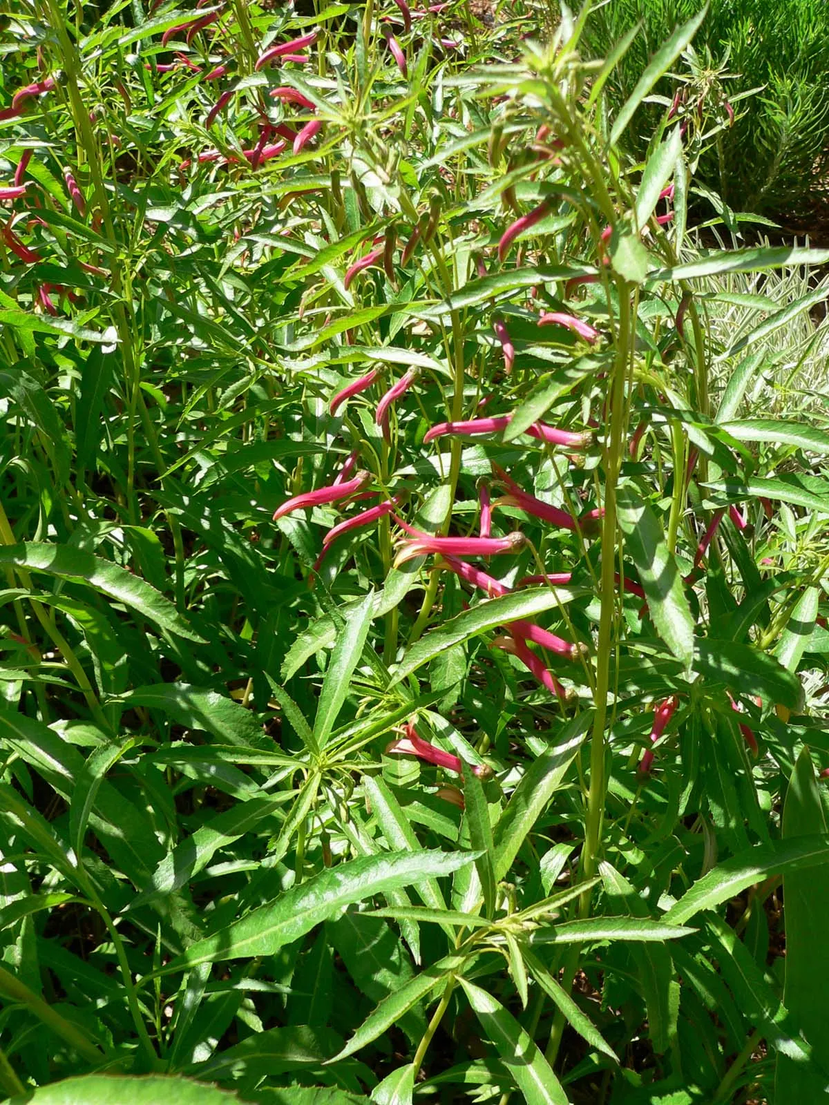 Red Mexican Lobelia (Lobelia Laxiflora) — predominantly red with yellowish interior throats; present a lively pageant from late spring through, image 52