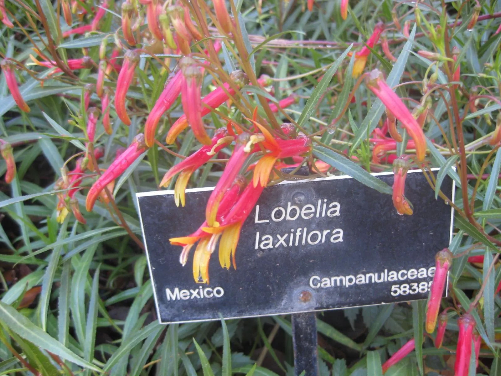 Red Mexican Lobelia (Lobelia Laxiflora) — attracting hummingbirds and beneficial insects