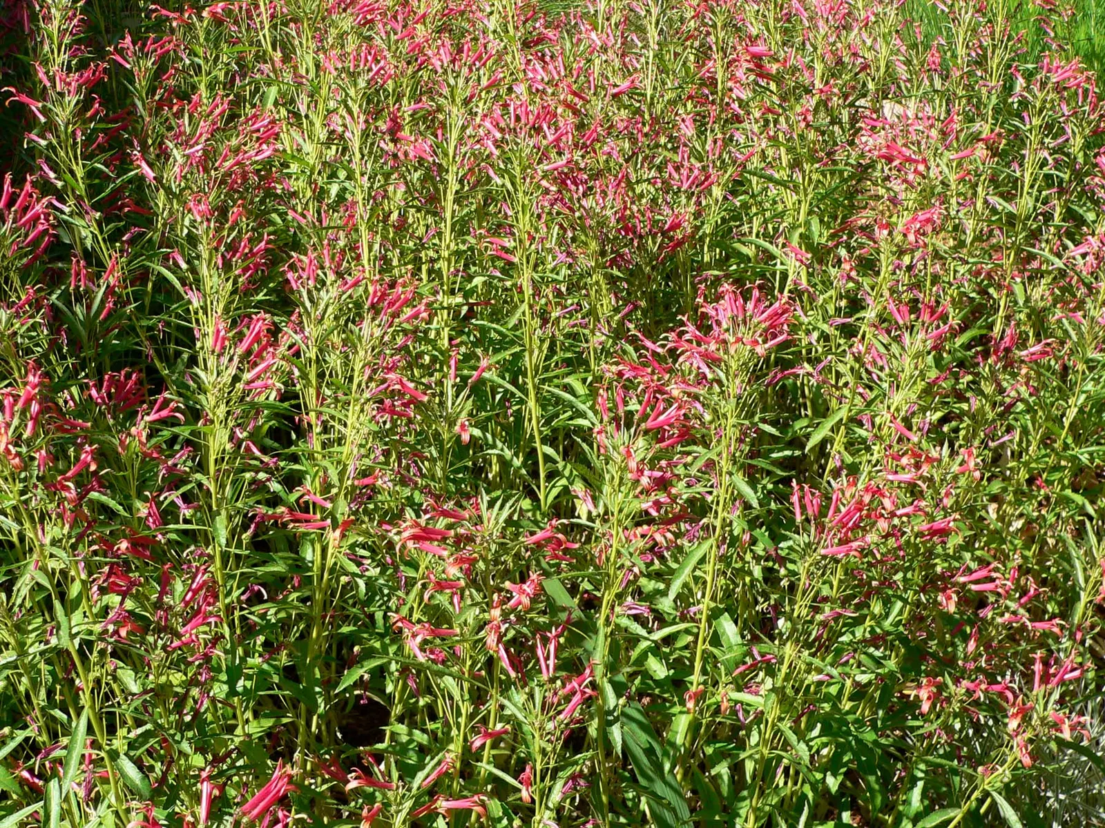 Red Mexican Lobelia (Lobelia Laxiflora) — Its adaptability allows it to flourish in various settings, from border fronts to container gardens