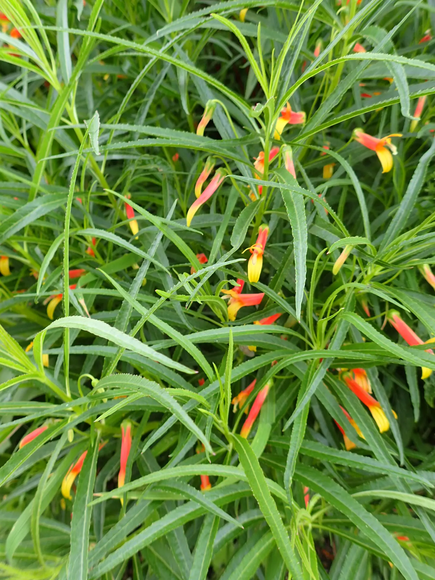 Red Mexican Lobelia (Lobelia Laxiflora) — tubular-flowering perennial esteemed for its cascades of fiery-hued blossoms