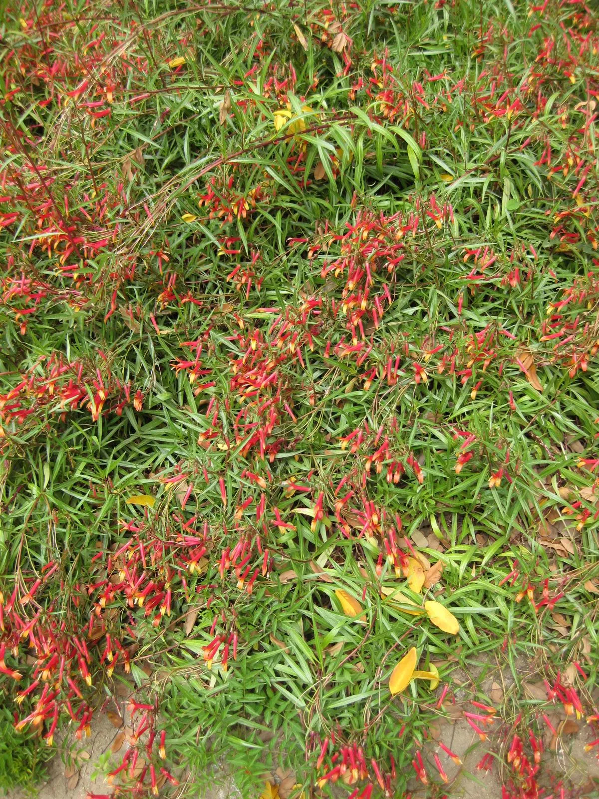 Red Mexican Lobelia (Lobelia Laxiflora) — orange and red flowers in the garden; drought-tolerant once established, it blooms from early summer to fall