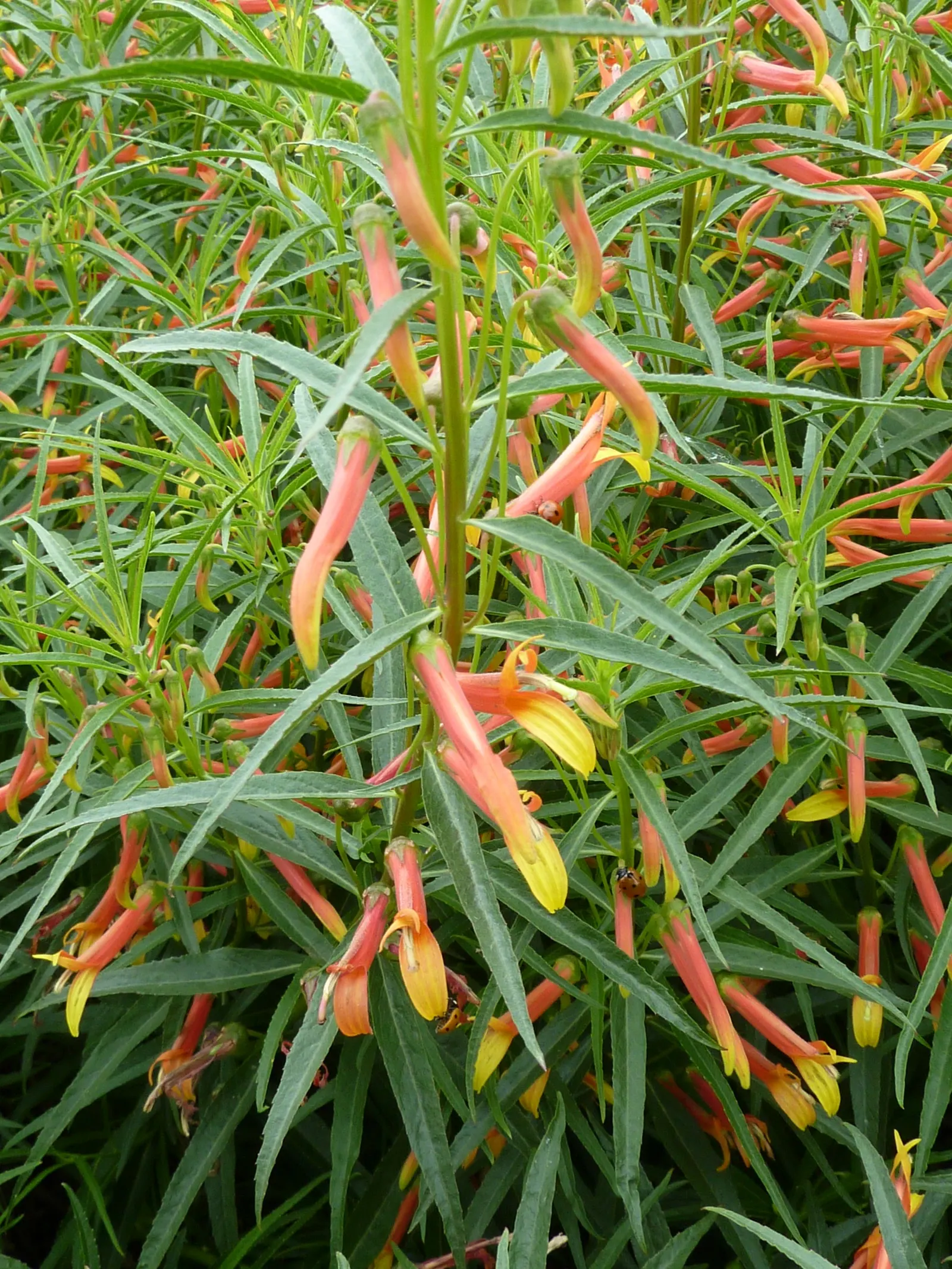Red Mexican Lobelia (Lobelia Laxiflora) — Its adaptability allows it to flourish in various settings, from border fronts to container gardens, image 57