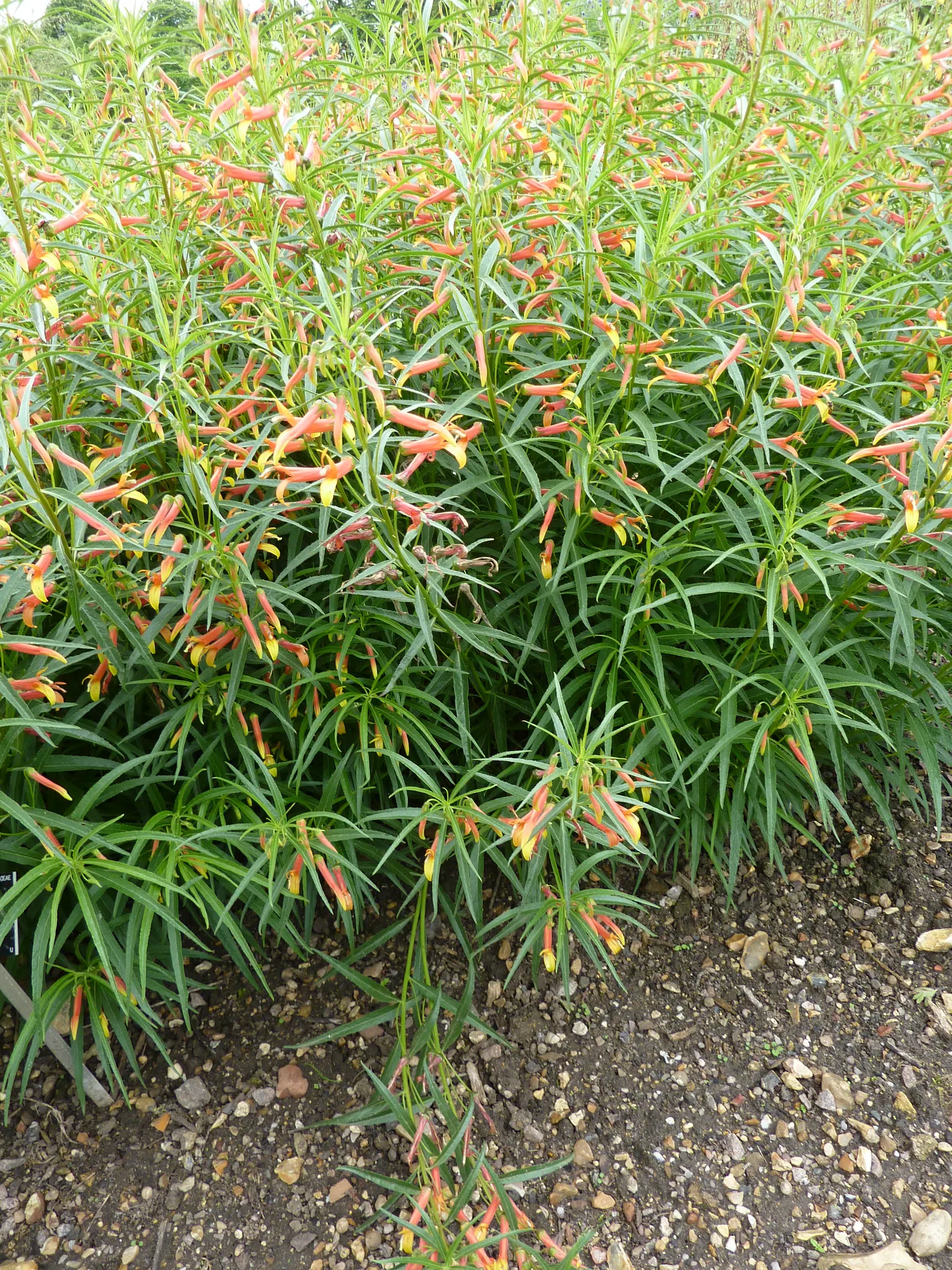 Red Mexican Lobelia (Lobelia Laxiflora) — reaching up to 3 feet in height; this lobelia species typically reaches 2 to 3 feet in height, image 46