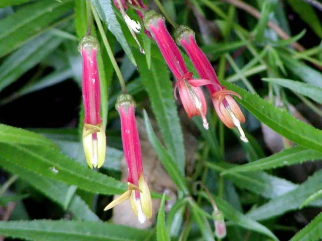 Red Mexican Lobelia (Lobelia Laxiflora) — The Red Mexican Lobelia's bright colors and ease of care render it an exquisite; its adaptability allows, image 62