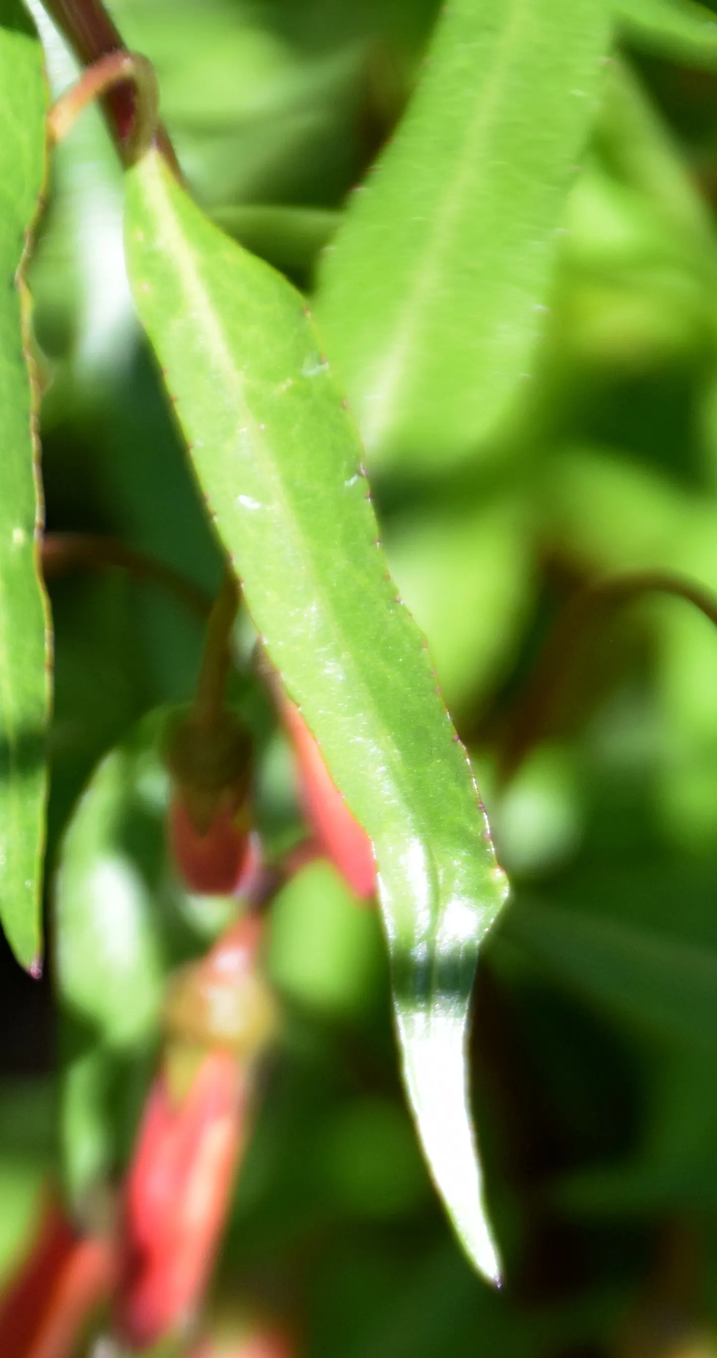 Red Mexican Lobelia (Lobelia Laxiflora) — The Red Mexican Lobelia's bright colors and ease of care render it an exquisite; its adaptability allows it to