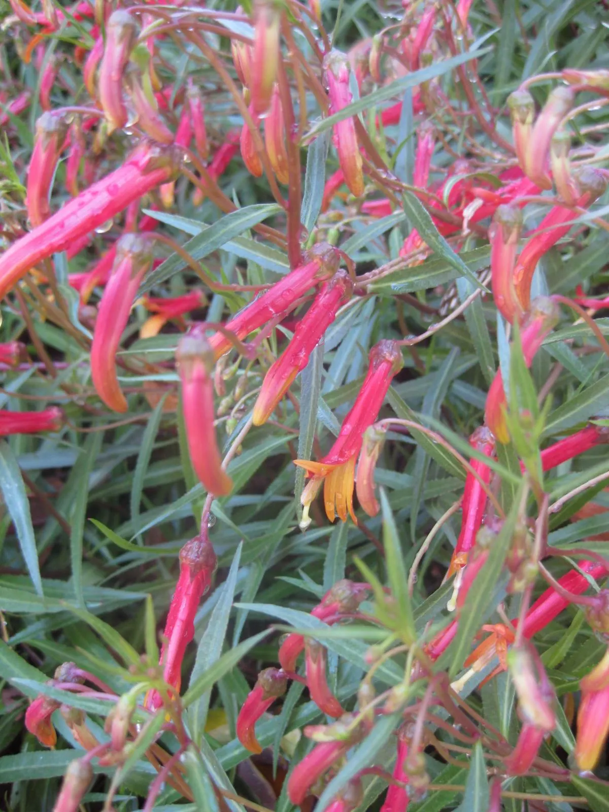 Red Mexican Lobelia (Lobelia Laxiflora) — making it a favorable selection for extended seasonal interest