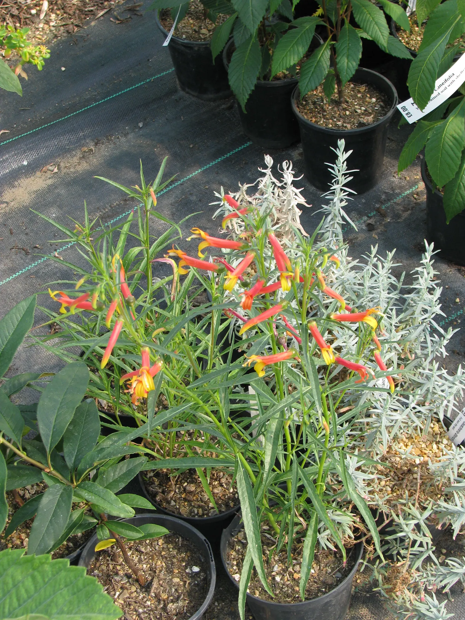 Red Mexican Lobelia (Lobelia Laxiflora) — The plant's moderate stature and prolific blooming habit make it a striking specimen for pollinator, image 36
