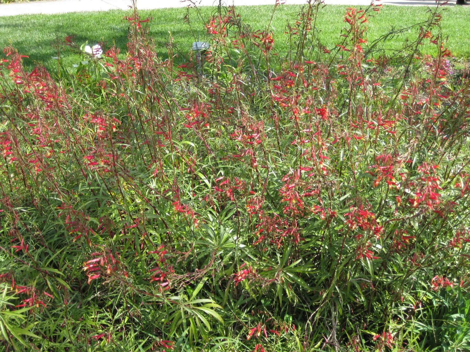 Red Mexican Lobelia (Lobelia Laxiflora) — Hardy to USDA zones 7-11, it thrives in full sun to part shade and requires well-draining soil
