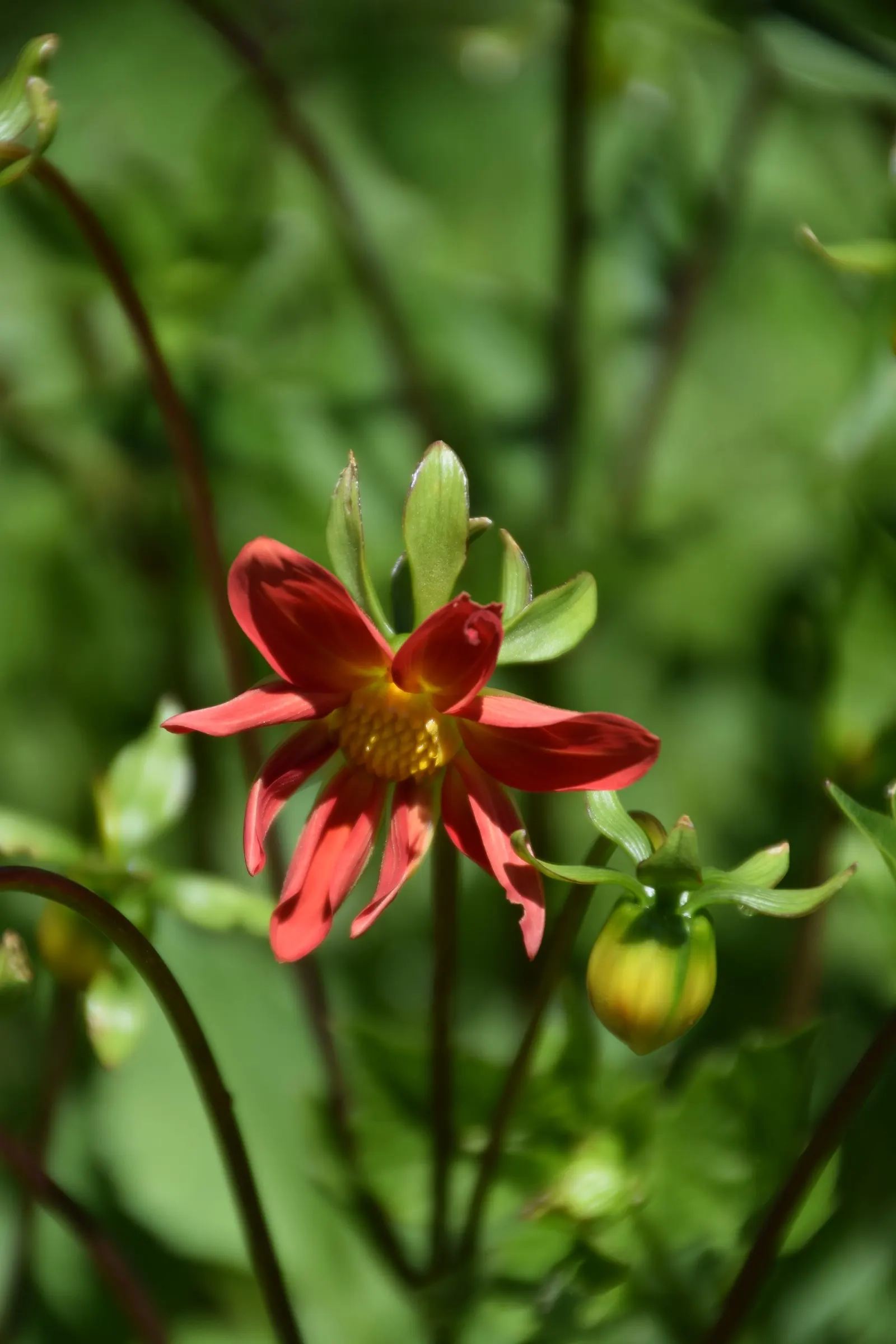 Red Mexican Lobelia (Lobelia Laxiflora) — making it a favorable selection for extended seasonal interest; tubular flowering perennial, image 54