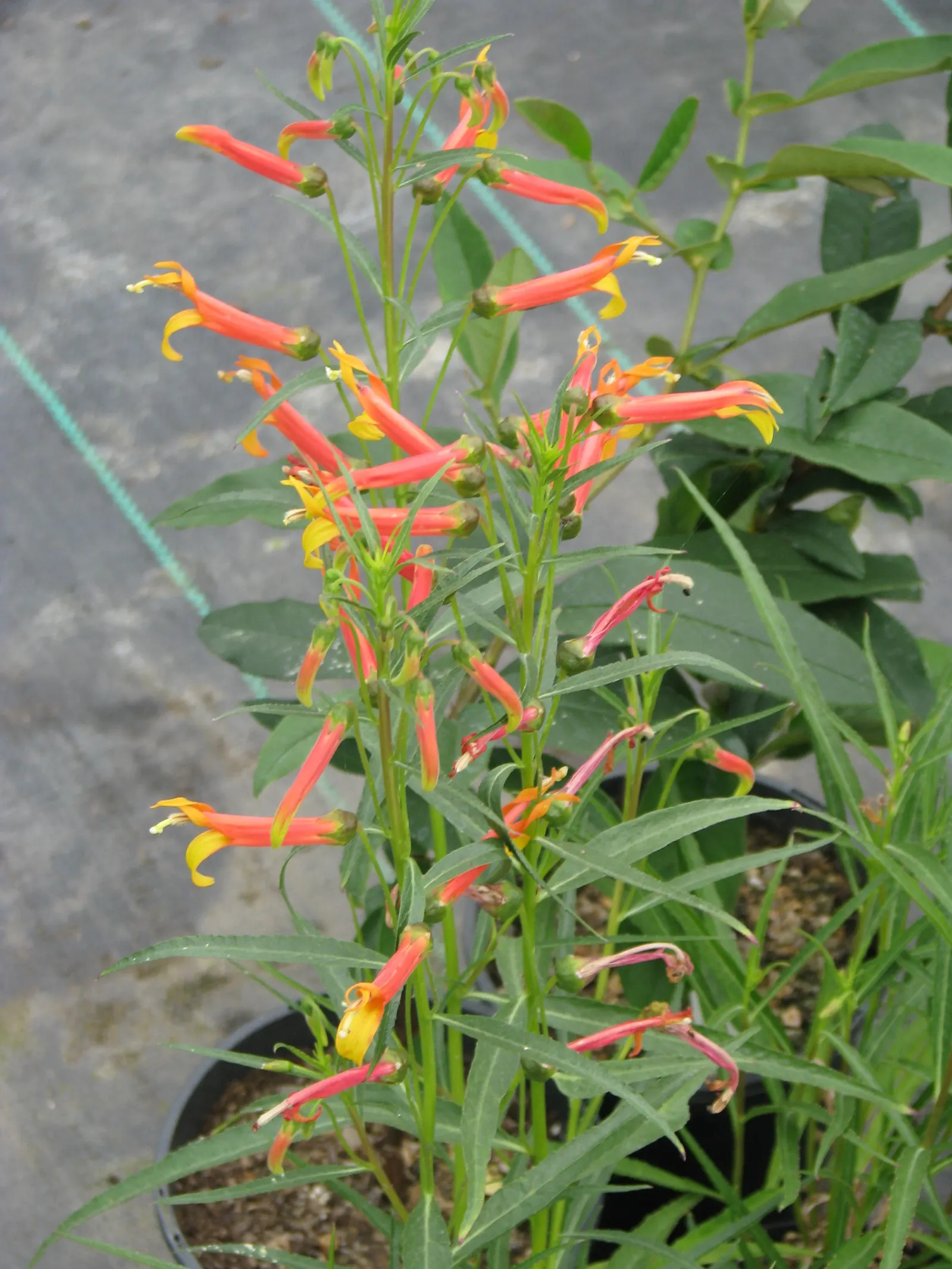 Red Mexican Lobelia (Lobelia Laxiflora) — tubular flowering perennial