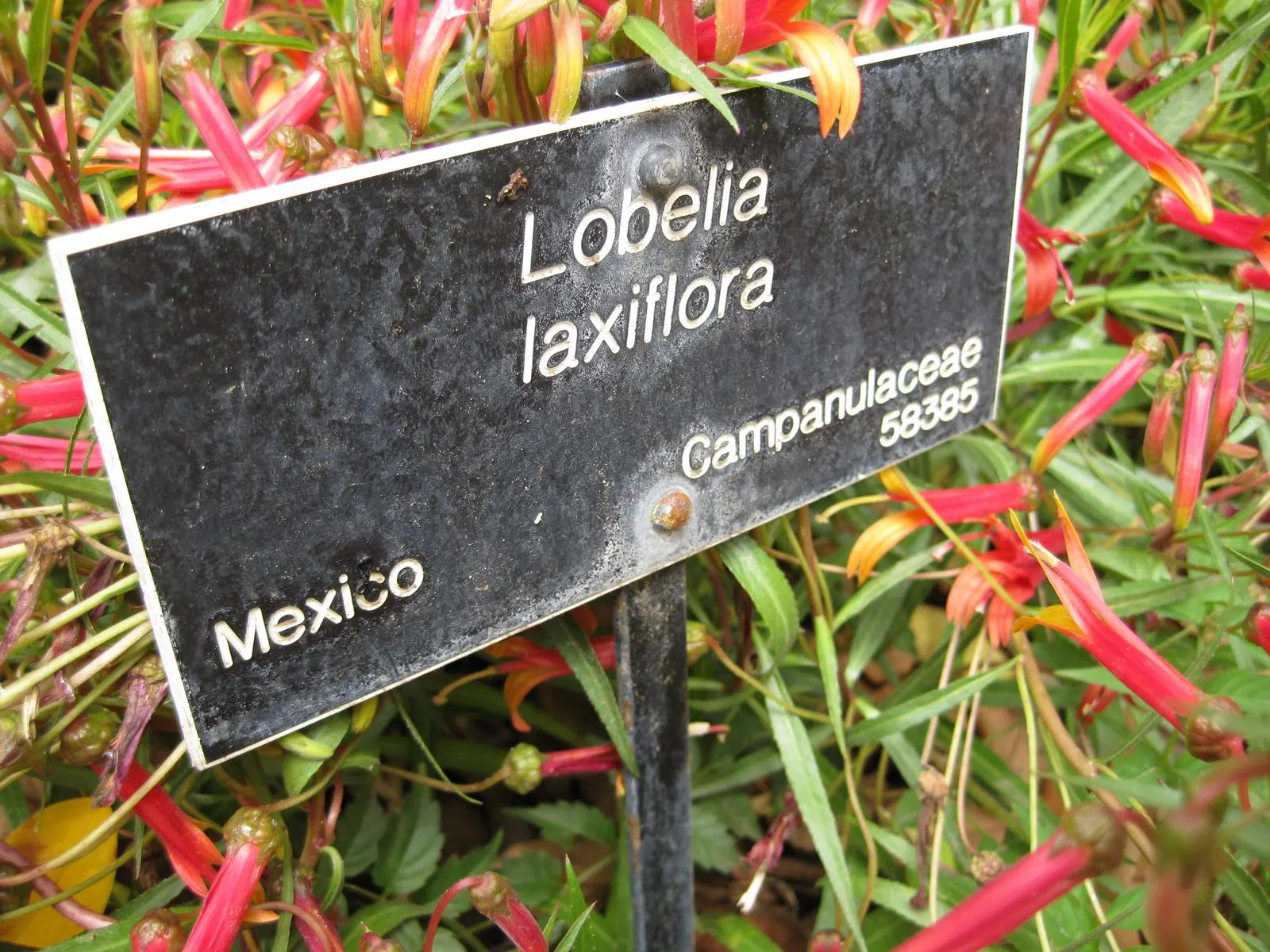 Red Mexican Lobelia (Lobelia Laxiflora) — perennial with orange and red blooms; slightly wild appearance in the landscape.<br><br>Favoring, image 65