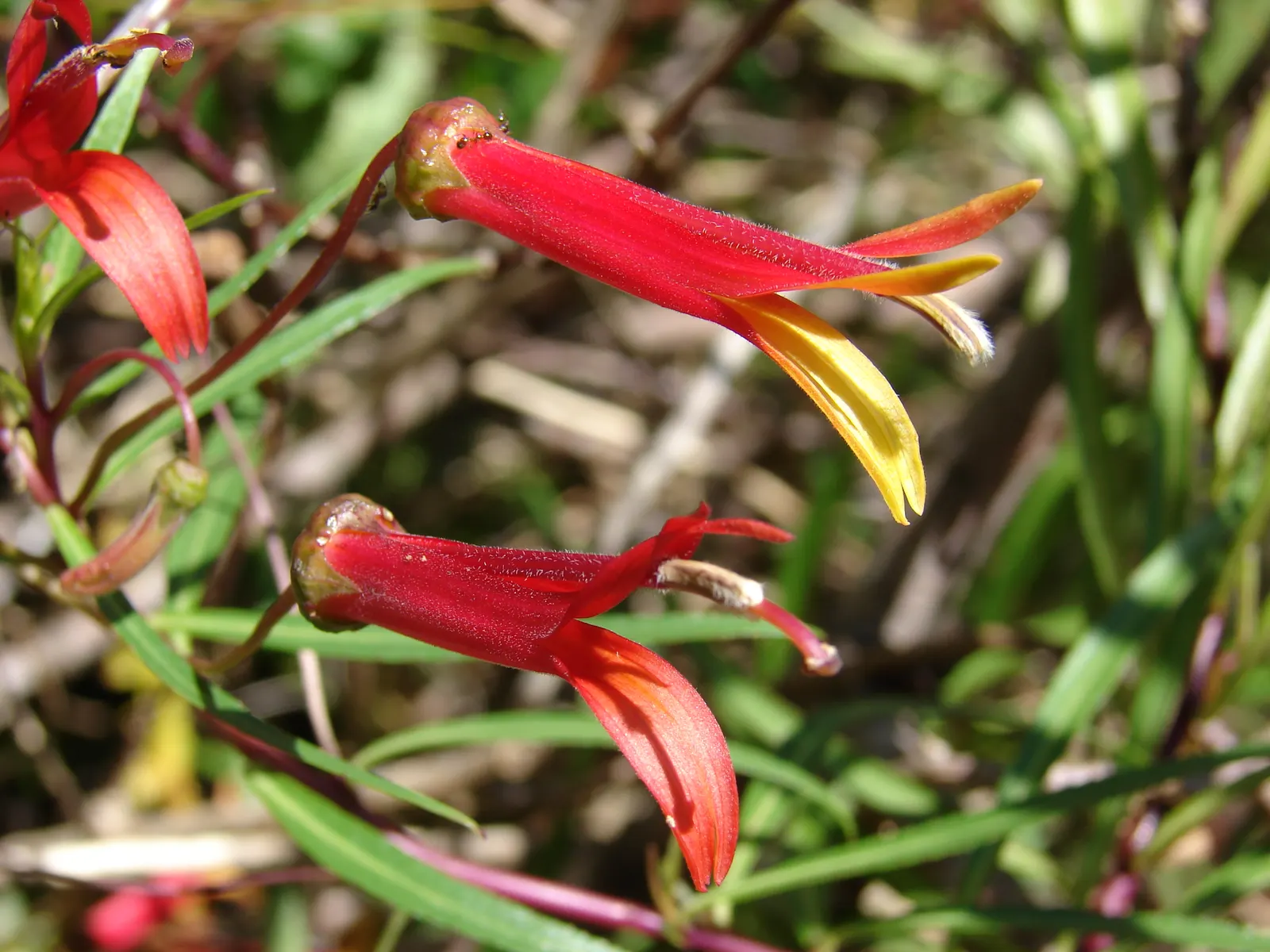 Red Mexican Lobelia (Lobelia Laxiflora) — orange and red flowers in the garden