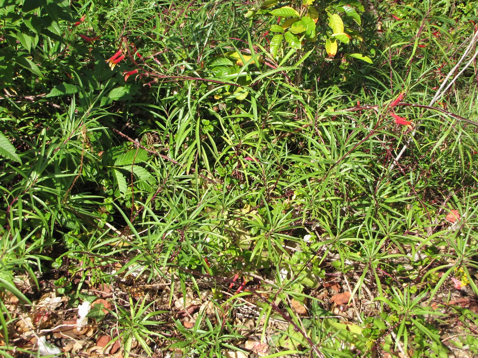 Red Mexican Lobelia (Lobelia Laxiflora) — Space plants approximately 18 inches apart for optimal growth and visual impact