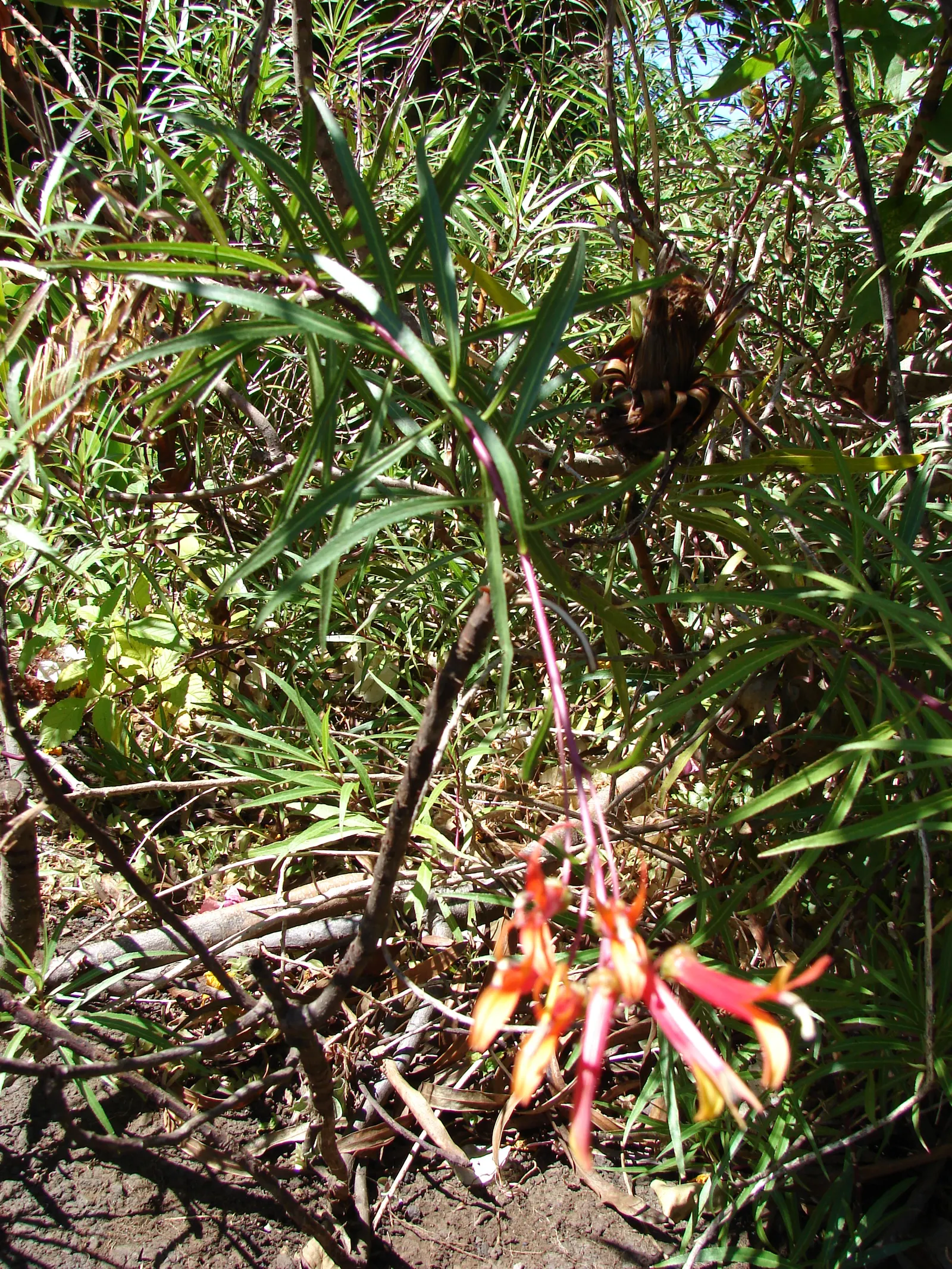 Red Mexican Lobelia (Lobelia Laxiflora) — This lobelia species typically reaches 2 to 3 feet in height
