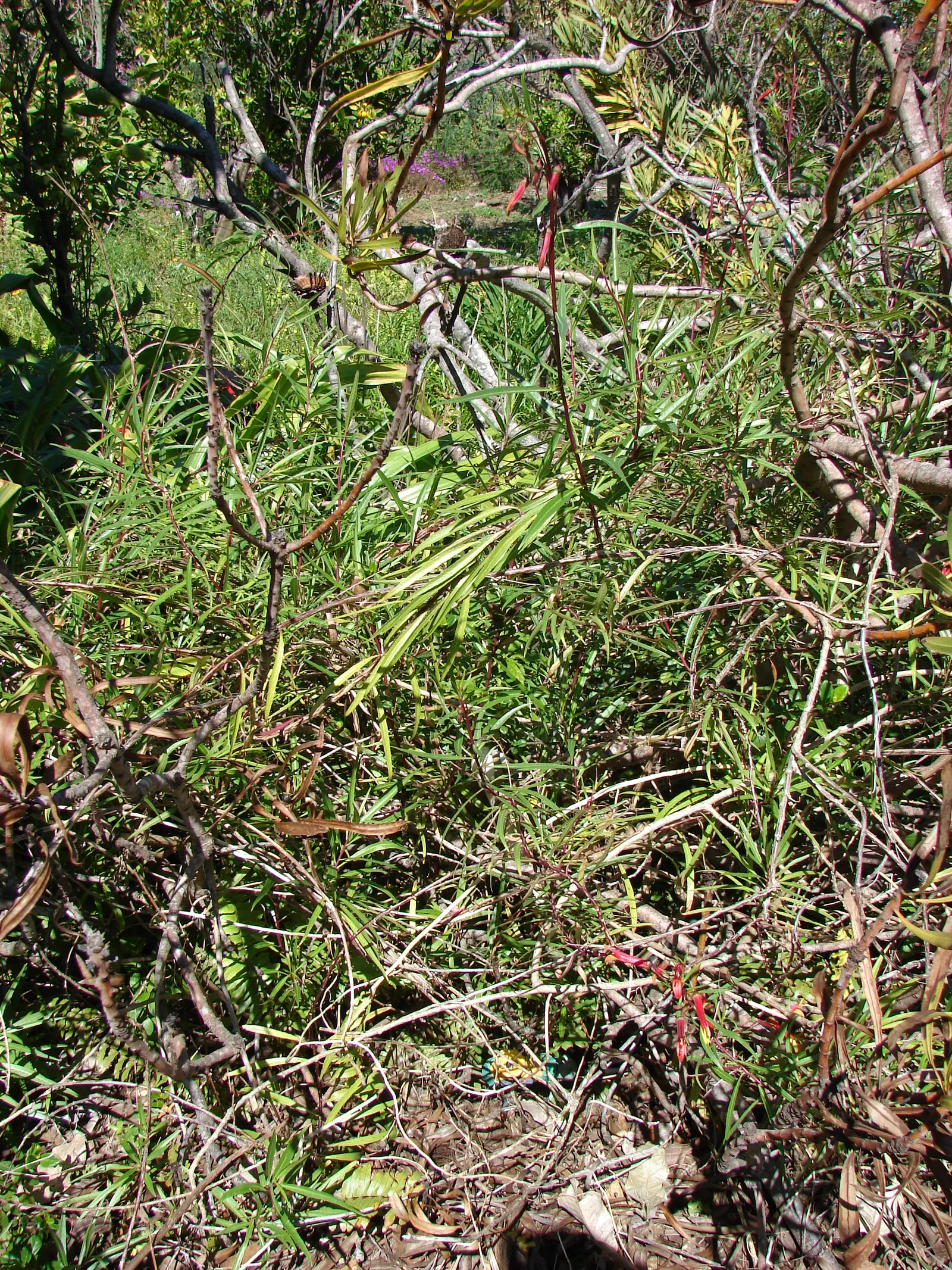 Red Mexican Lobelia (Lobelia Laxiflora) — predominantly red with yellowish interior throats