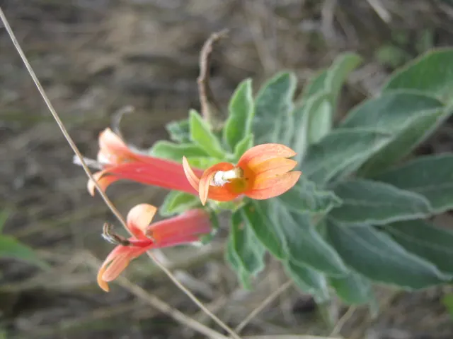 Red Mexican Lobelia (Lobelia Laxiflora) — which are integral to a healthy ecosystem and client enjoyment.<br><br>For optimal growth; perennial with, image 60