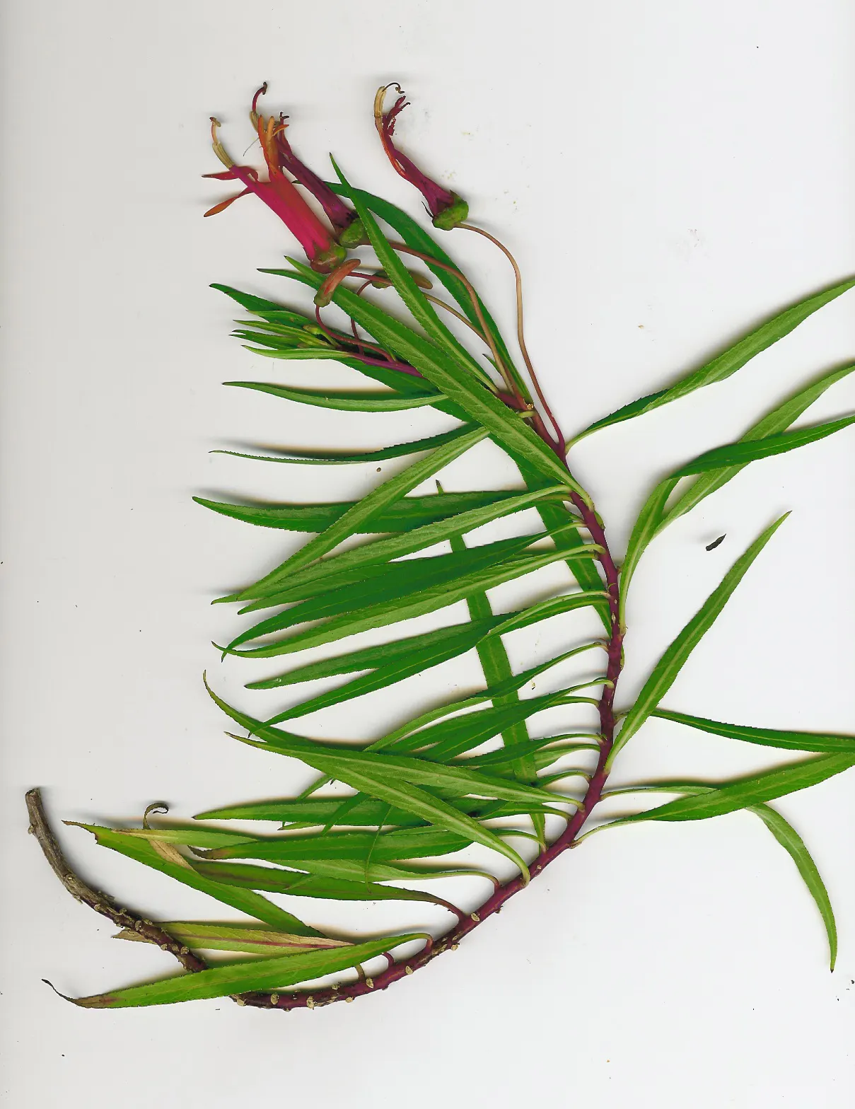 Red Mexican Lobelia (Lobelia Laxiflora) — Regular pruning can help maintain its shape and encourage additional flowering