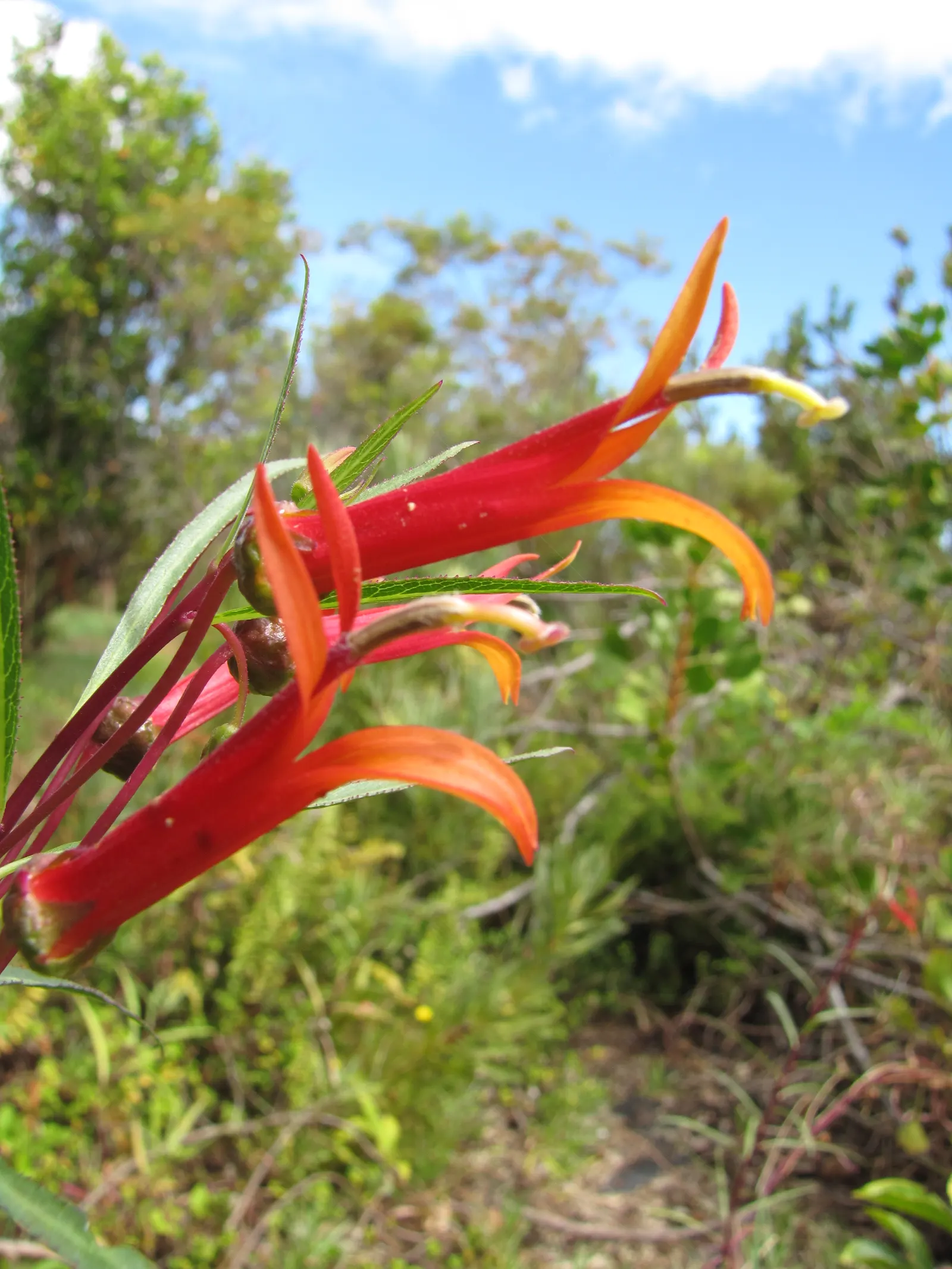 Red Mexican Lobelia (Lobelia Laxiflora) — This lobelia species typically reaches 2 to 3 feet in height; predominantly red with yellowish interior throats