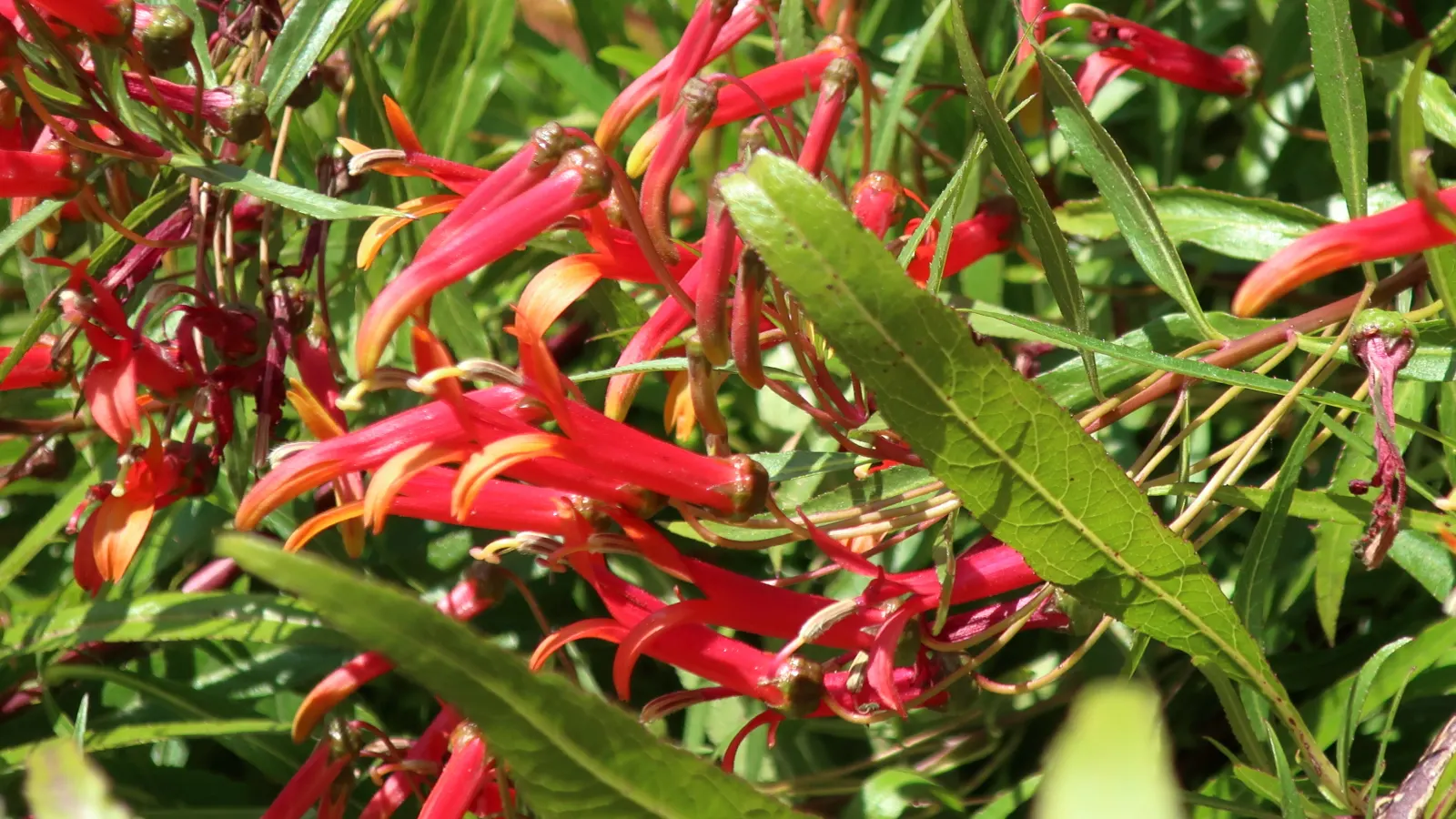 Red Mexican Lobelia (Lobelia Laxiflora) — tubular flowering perennial; hardy to USDA zones 7-11, it thrives in full sun to part shade and requires, image 45
