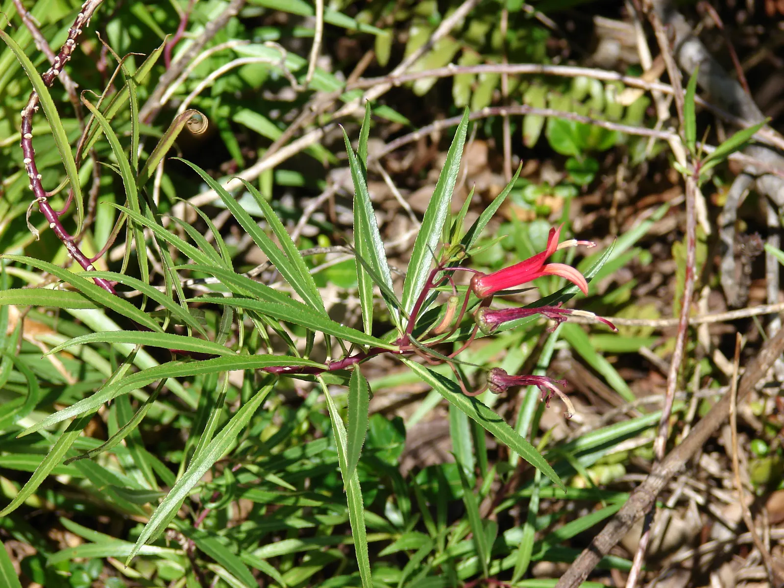 Red Mexican Lobelia (Lobelia Laxiflora) — slightly wild appearance in the landscape.<br><br>Favoring well-drained soil