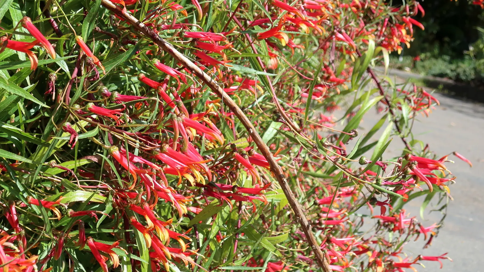 Red Mexican Lobelia (Lobelia Laxiflora) — Hardy to USDA zones 7-11, it thrives in full sun to part shade and requires well-draining soil; it, image 48
