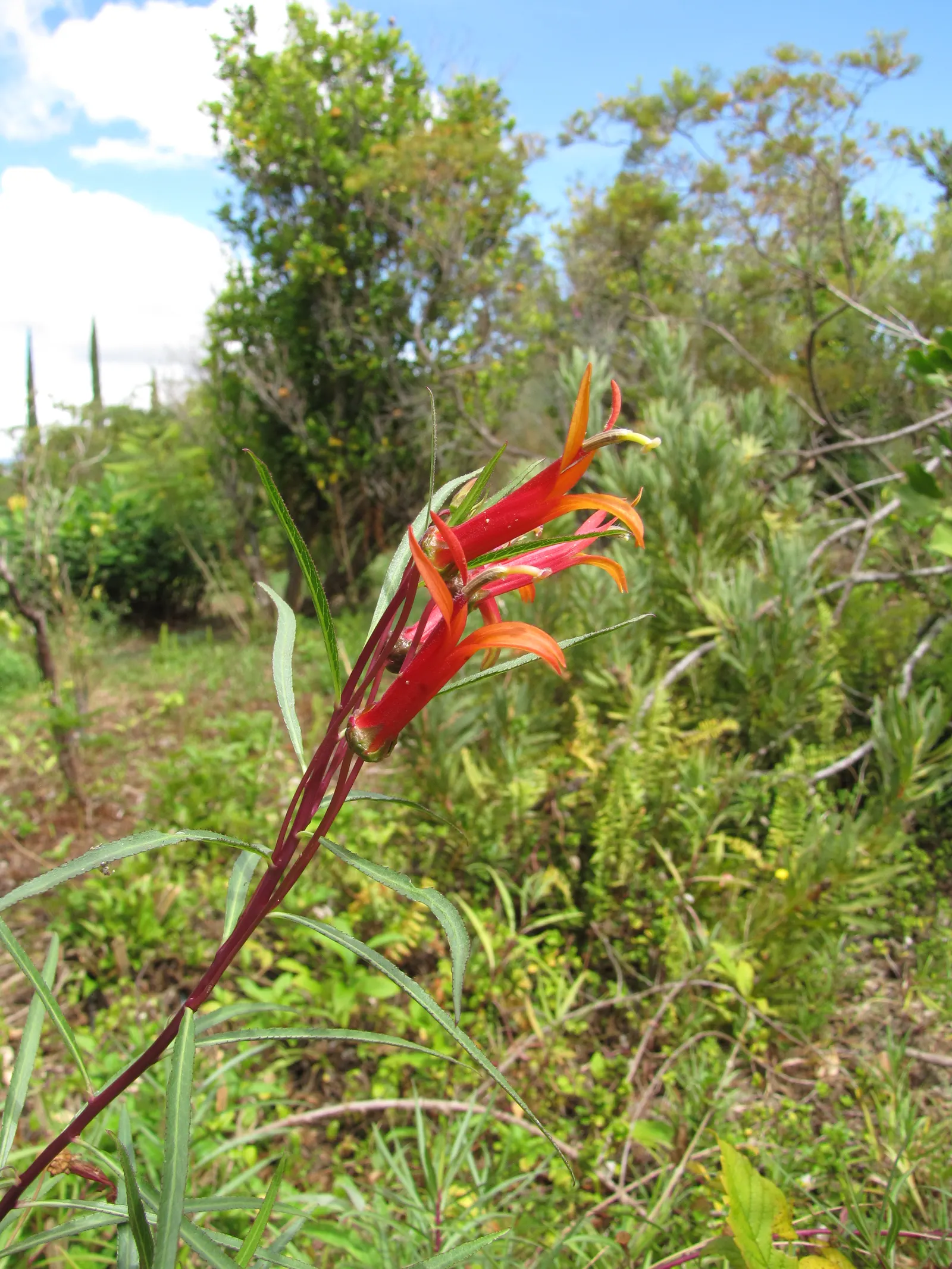 Red Mexican Lobelia (Lobelia Laxiflora) — perennial for full or half; low-maintenance choice for the enthusiast desiring a touch of vivaciousness, image 66