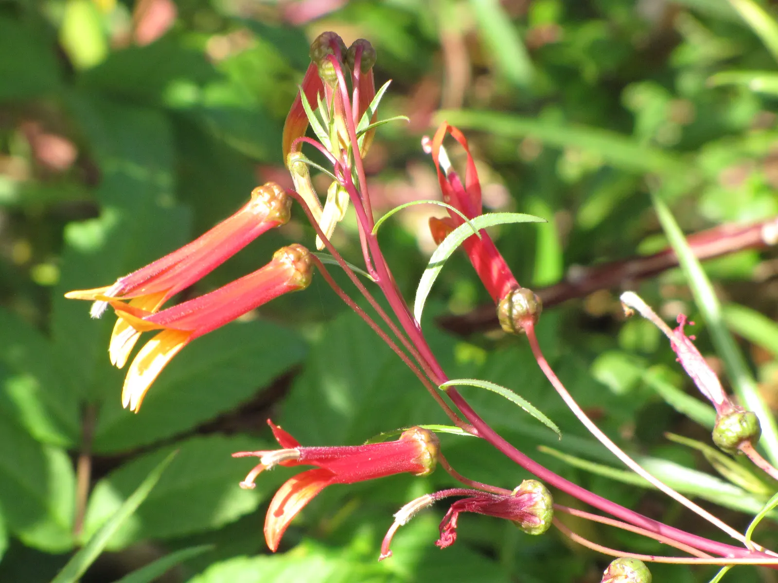 Red Mexican Lobelia (Lobelia Laxiflora) — Space plants approximately 18 inches apart for optimal growth and visual impact; regular pruning can help, image 50