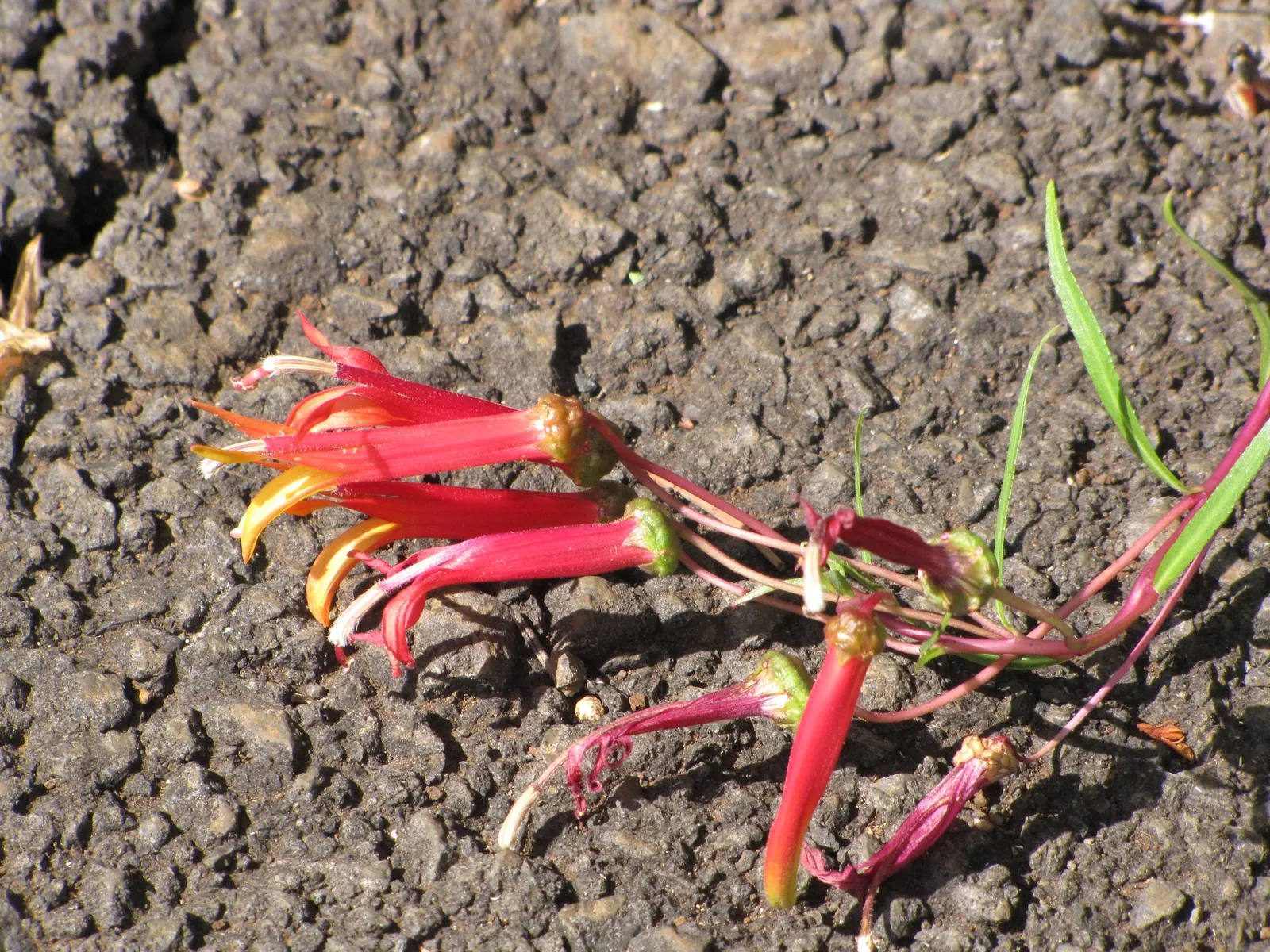 Red Mexican Lobelia (Lobelia Laxiflora) — perennial for full or half; low-maintenance choice for the enthusiast desiring a touch of vivaciousness in their