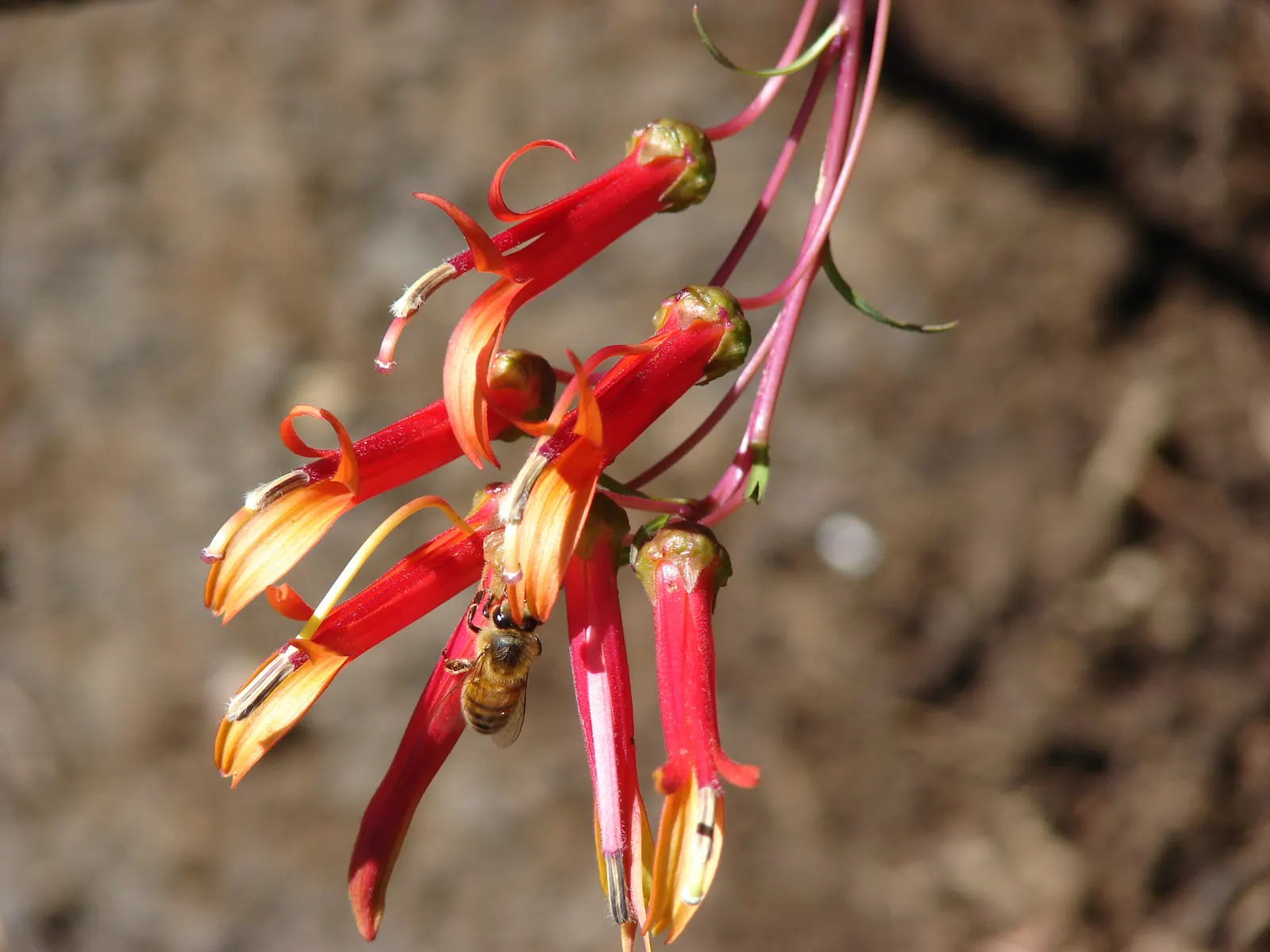 Red Mexican Lobelia (Lobelia Laxiflora) — tubular-flowering perennial esteemed for its cascades of fiery-hued blossoms; reaching up to 3 feet in height