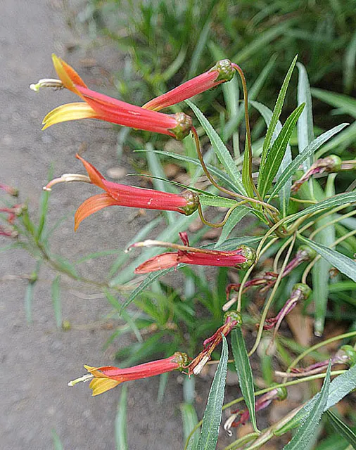 Red Mexican Lobelia (Lobelia Laxiflora) — Its adaptability allows it to flourish in various settings, from border fronts to container gardens; perennial for