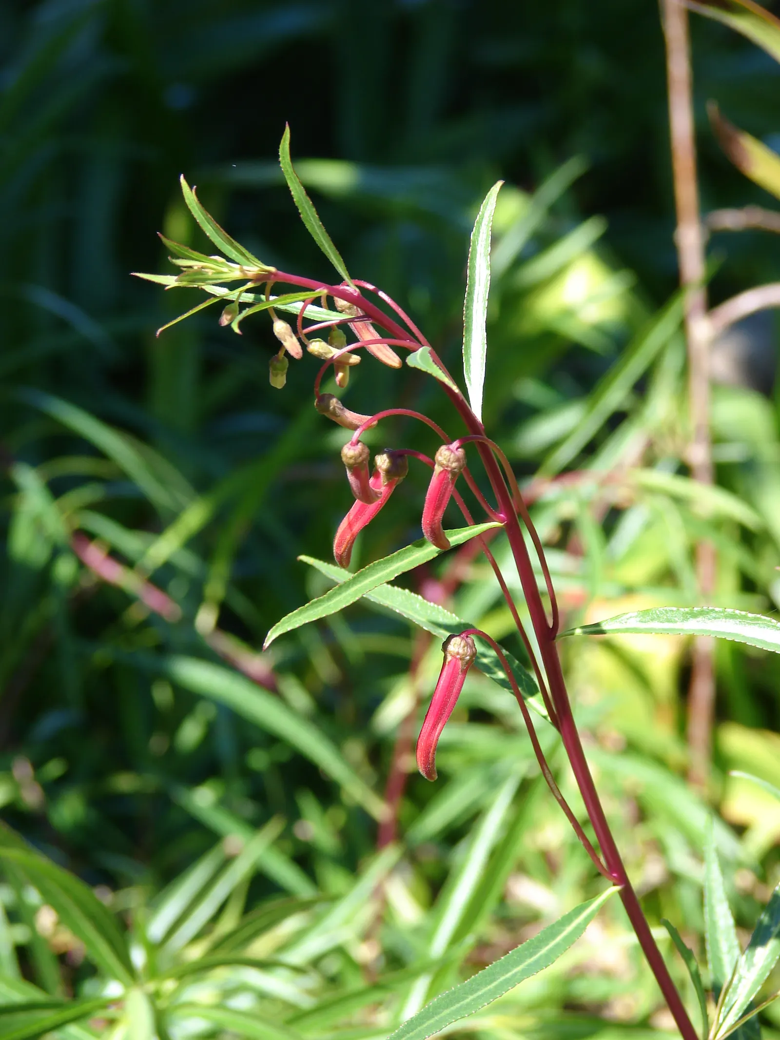 Red Mexican Lobelia (Lobelia Laxiflora) — which are integral to a healthy ecosystem and client enjoyment.<br><br>For optimal growth