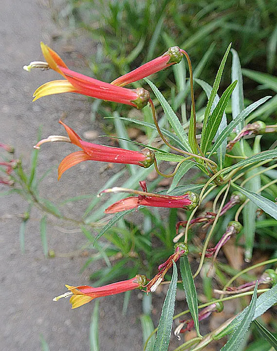 Red Mexican Lobelia (Lobelia Laxiflora) — It showcases fiery red-orange blooms with a yellow throat; the Red Mexican Lobelia's bright colors and, image 69