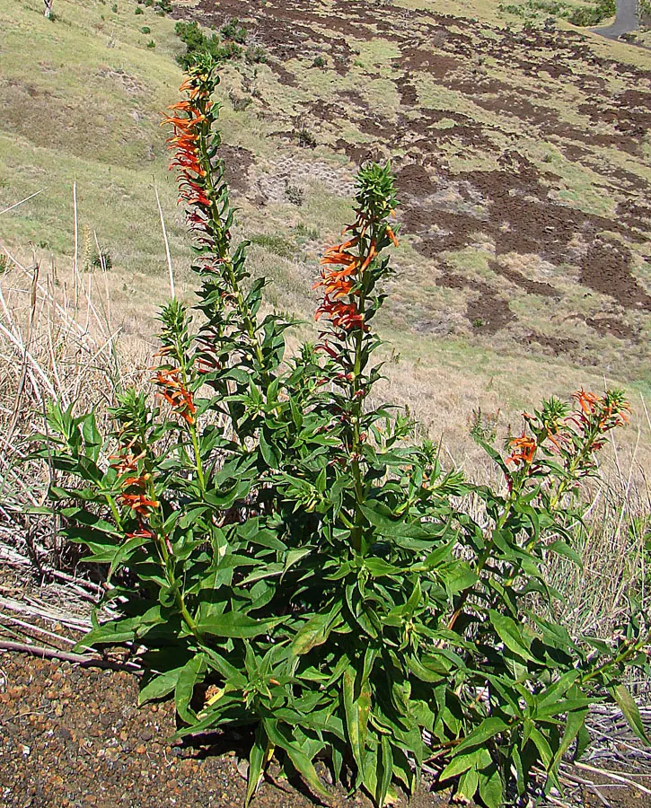 Red Mexican Lobelia (Lobelia Laxiflora) — attracting hummingbirds and beneficial insects; the plant's moderate stature and prolific blooming habit make it a