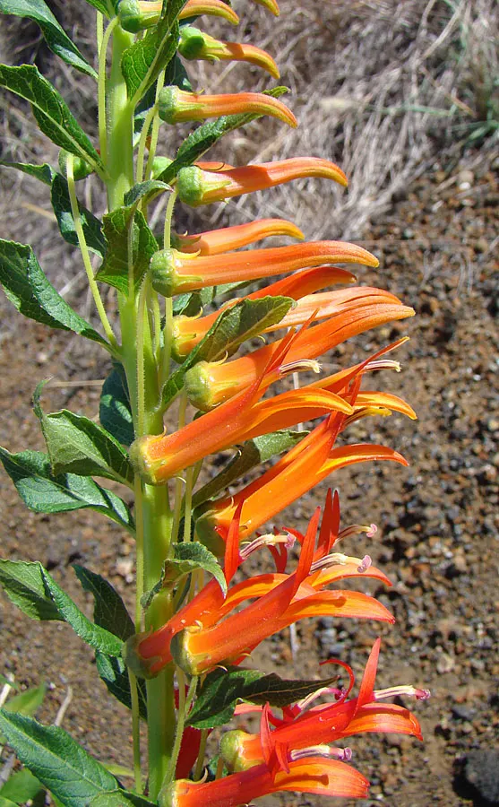 Red Mexican Lobelia (Lobelia Laxiflora) — low-maintenance choice for the enthusiast desiring a touch of vivaciousness in their garden panorama, image 63