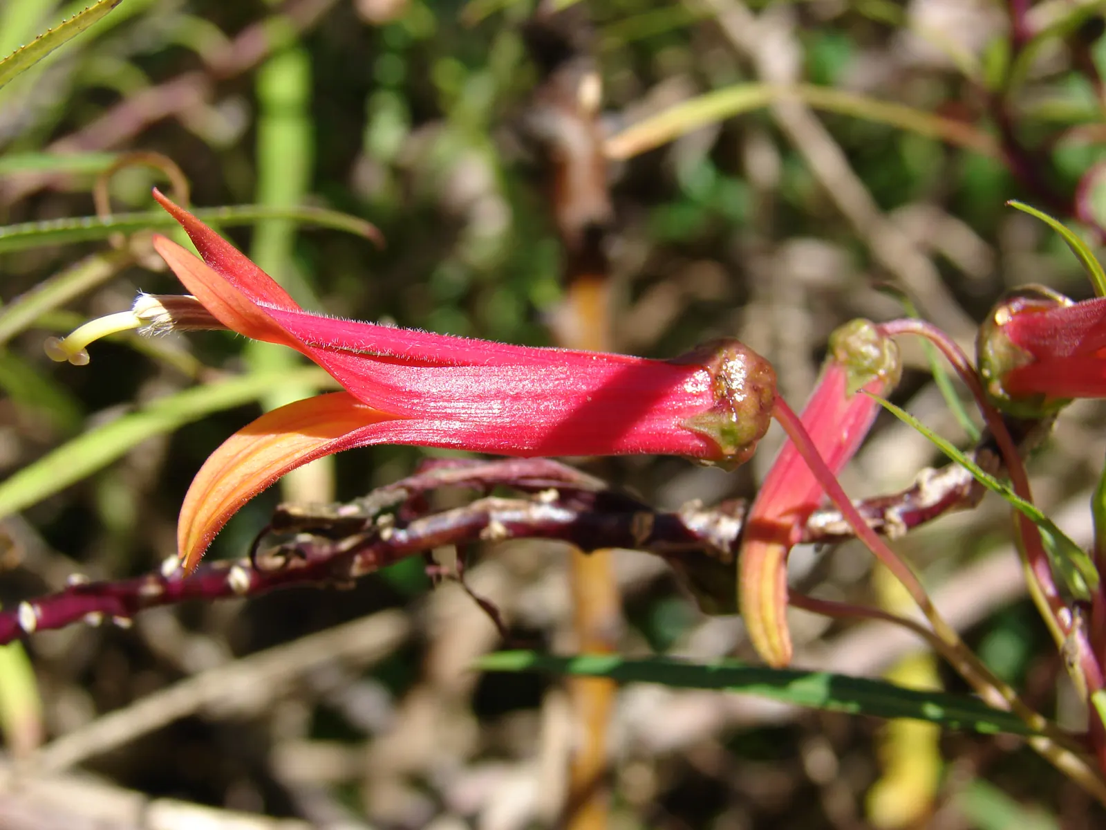 Red Mexican Lobelia (Lobelia Laxiflora) — Hardy to USDA zones 7-11, it thrives in full sun to part shade and requires well-draining soil; it showcases fiery