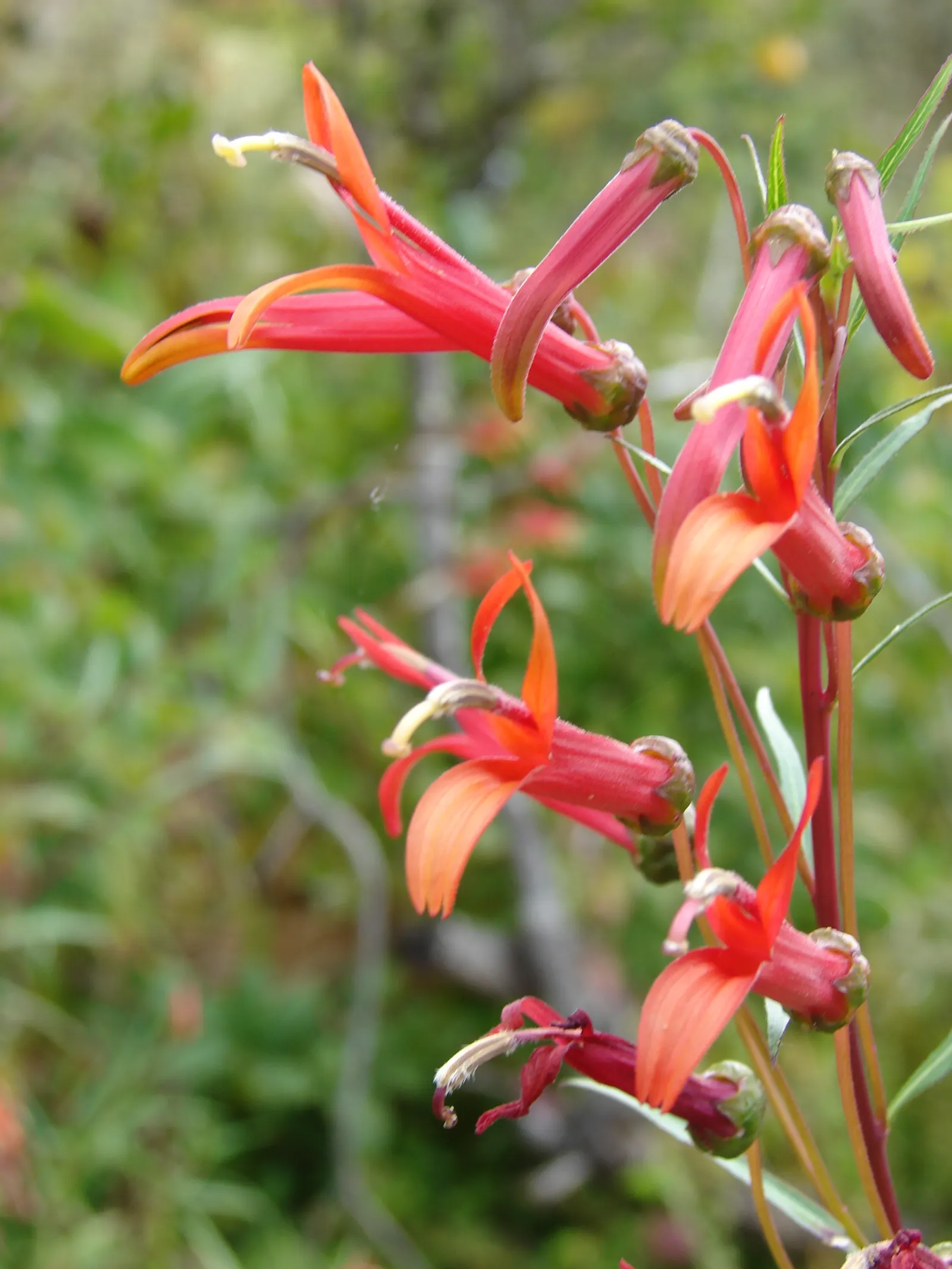 Red Mexican Lobelia (Lobelia Laxiflora) — orange and red flowers in the garden; drought-tolerant once established, it blooms from early summer to, image 64