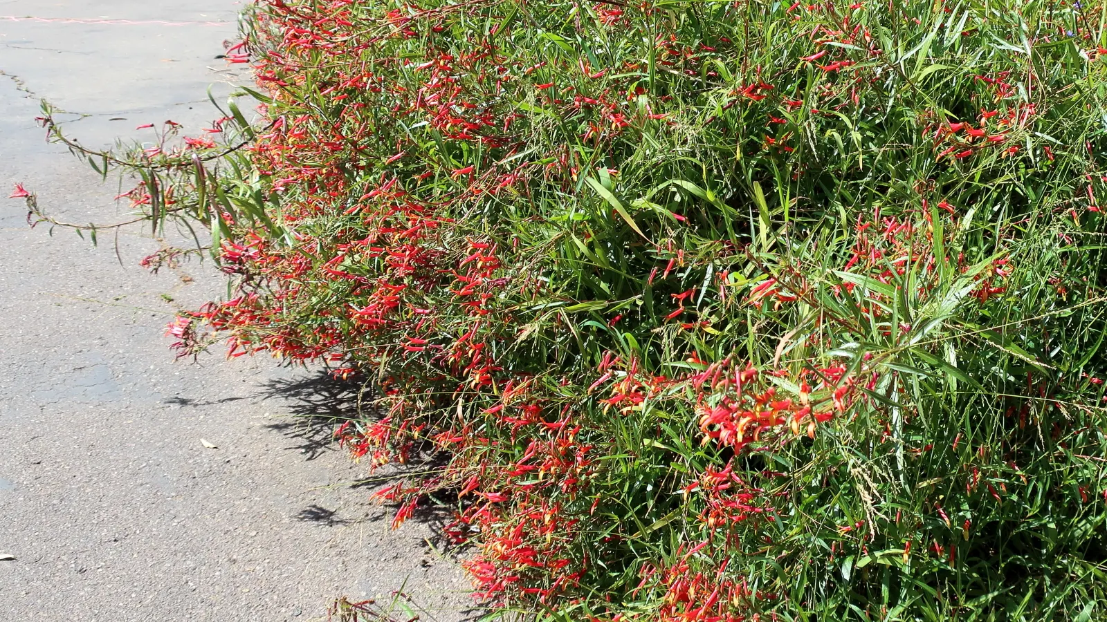 Red Mexican Lobelia (Lobelia Laxiflora) — Space plants approximately 18 inches apart for optimal growth and visual impact; regular pruning can help maintain
