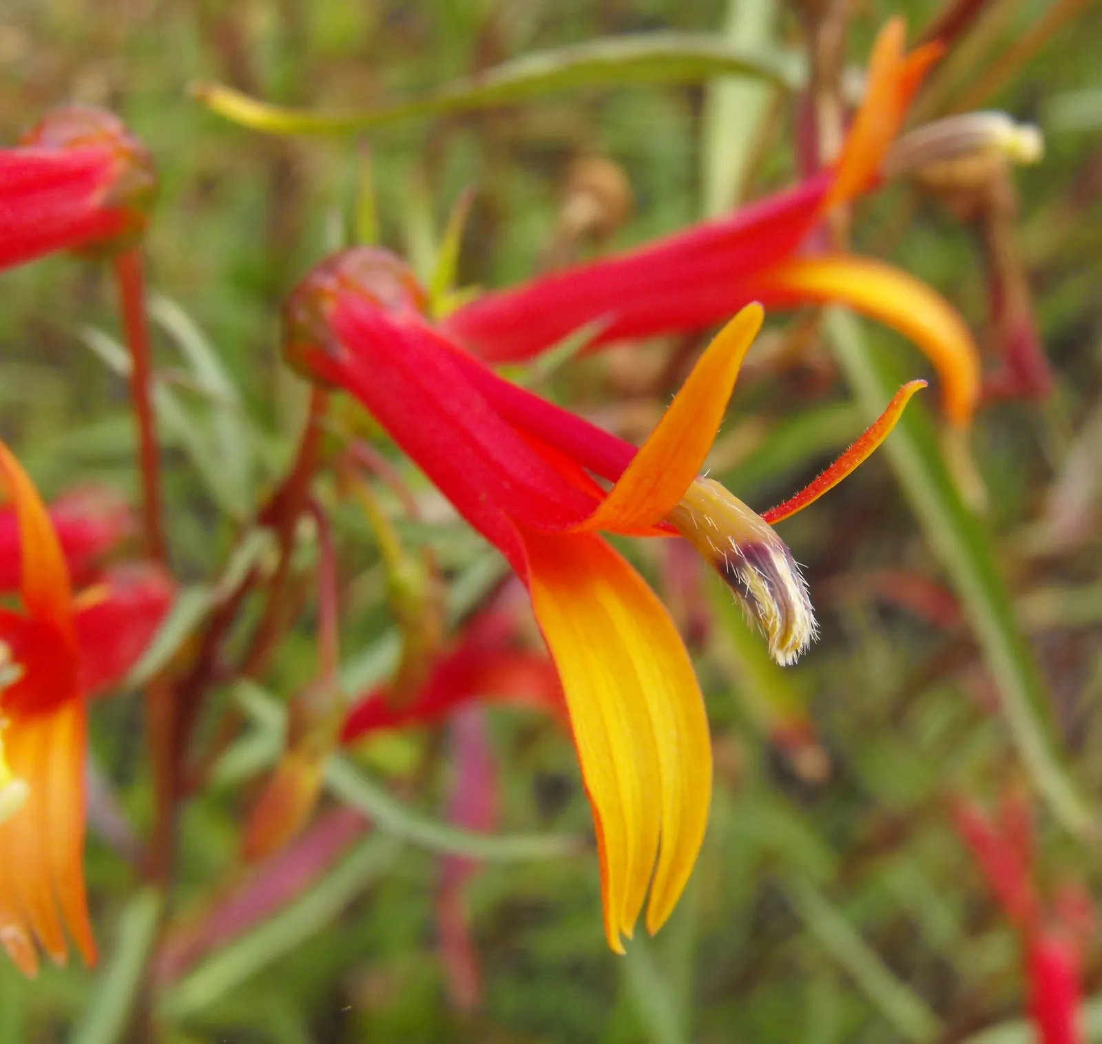 Red Mexican Lobelia (Lobelia Laxiflora) — It showcases fiery red-orange blooms with a yellow throat; the Red Mexican Lobelia's bright colors and, image 47