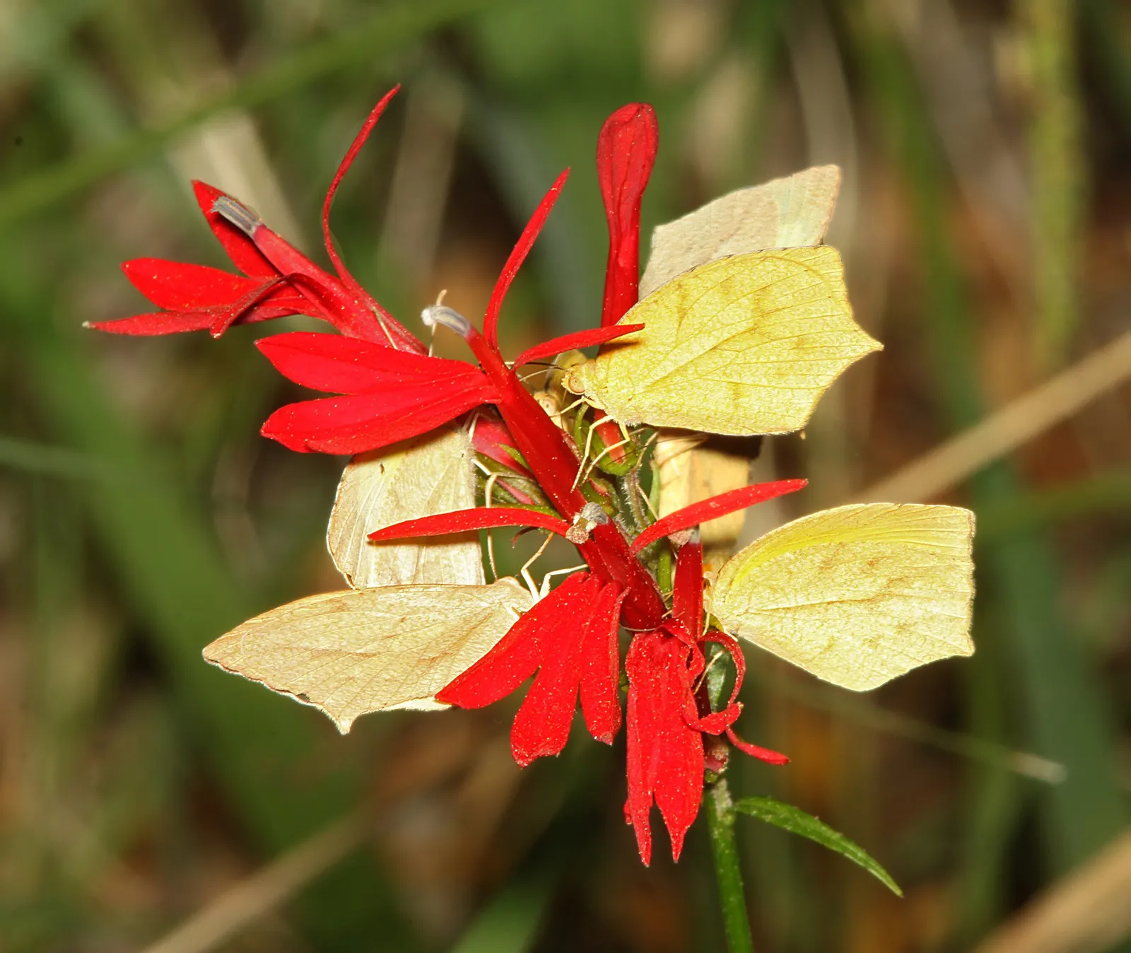 Red Mexican Lobelia (Lobelia Laxiflora) — perennial with orange and red blooms; slightly wild appearance in the landscape.<br><br>Favoring well-drained soil