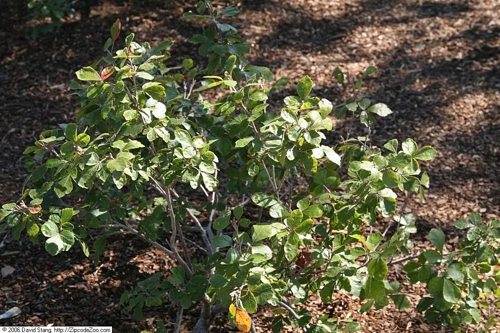 Gro-Low Fragrant Sumac (Rhus Aromatica Gro-Low) — The Gro-Low Fragrant Sumac, Rhus aromatica 'Gro-Low', is a robust groundcover ideal for challenging spaces