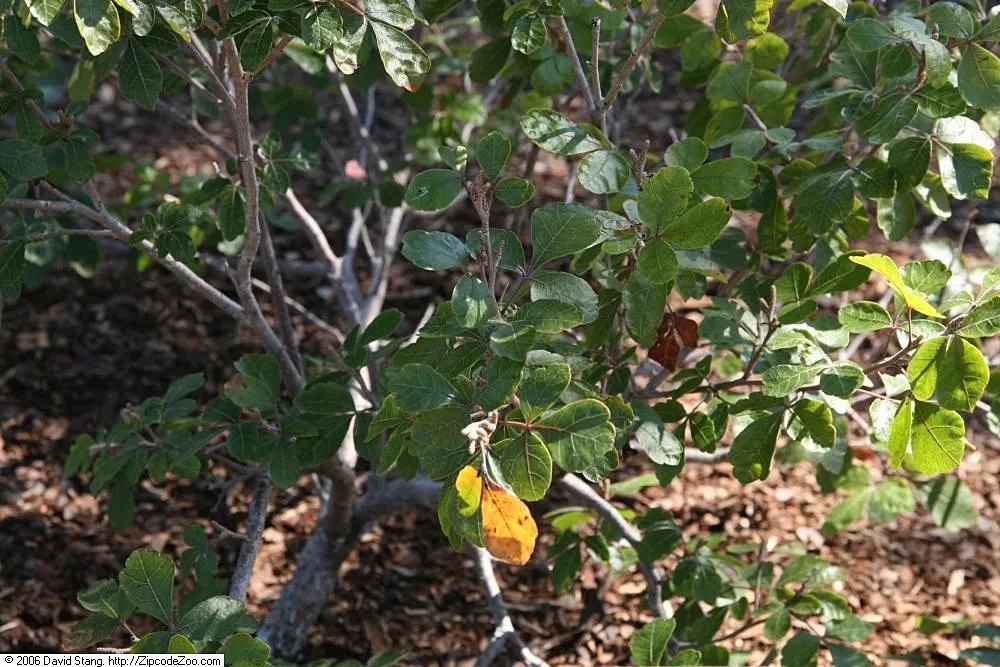Gro-Low Fragrant Sumac (Rhus Aromatica Gro-Low) — Its trifoliate leaves exude a pleasant scent when disturbed and morph into brilliant shades of orange