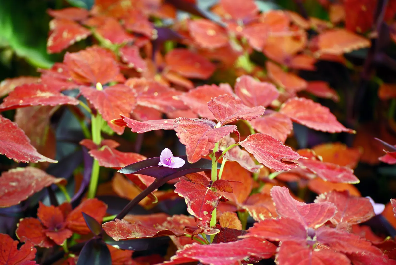 Gro-Low Fragrant Sumac (Rhus Aromatica Gro-Low) — This resilient shrub reaches 1.5-2 feet high and spreads extensively to 6-8 feet