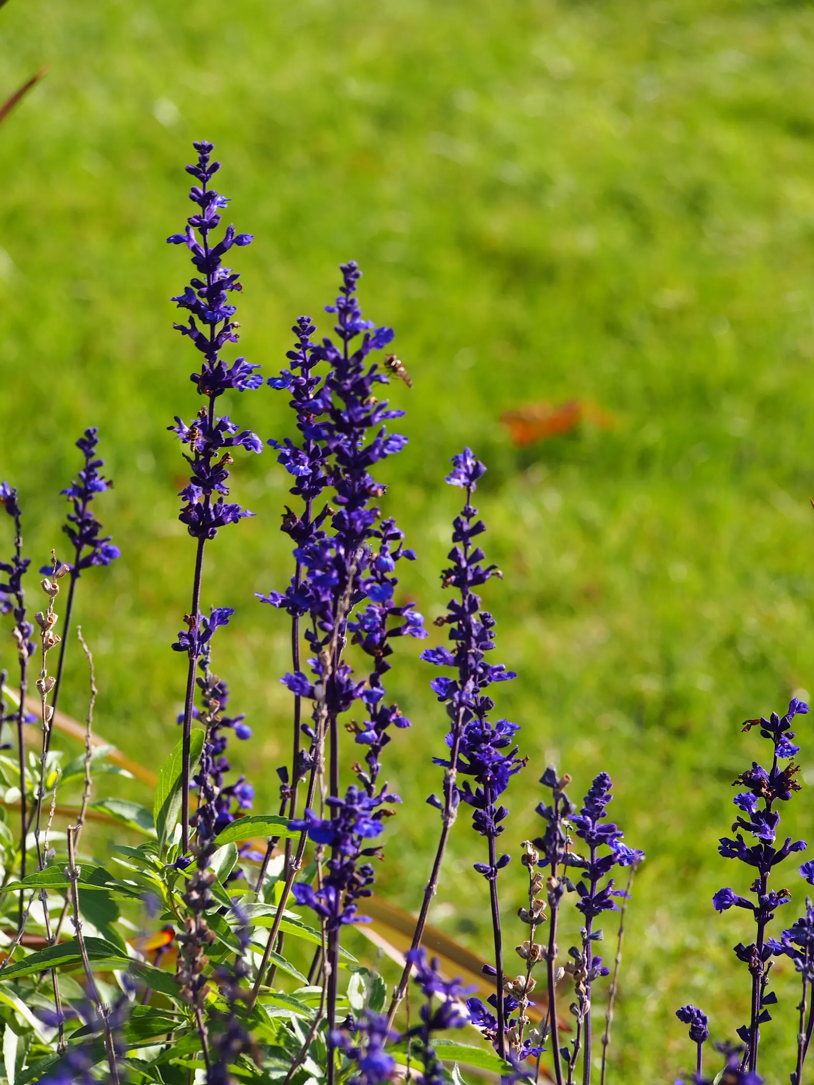 Mealycup Sage (Salvia Farinacea) — including hummingbirds and butterflies; blue and violet flowers in the garden, image 93