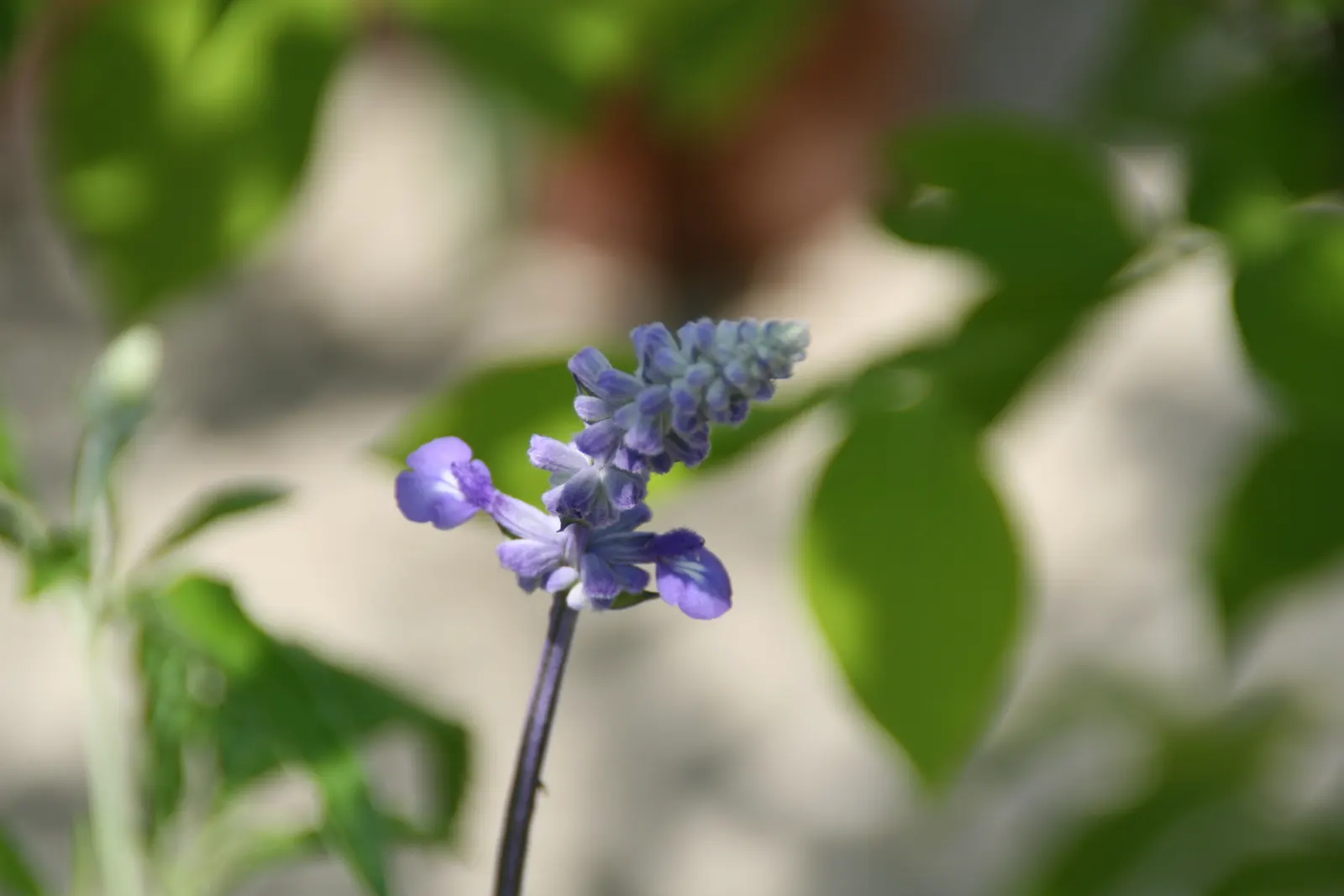 Mealycup Sage (Salvia Farinacea) — Characterized by its striking cobalt blue blooms