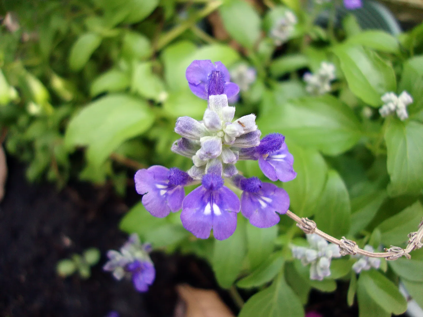 Mealycup Sage (Salvia Farinacea) — blue and violet flowers in the garden