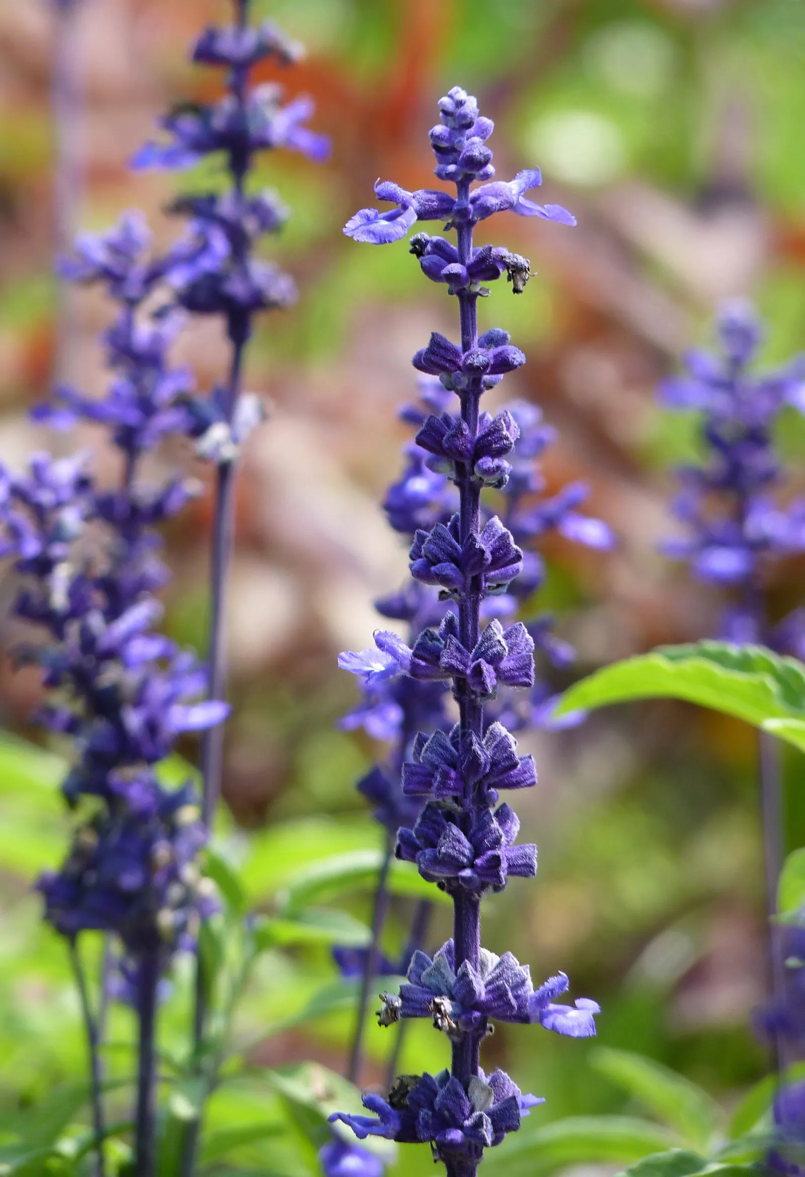 Mealycup Sage (Salvia Farinacea) — Characterized by its striking cobalt blue blooms; the plant typically grows to a height of 1.5 to 3 feet with a, image 52
